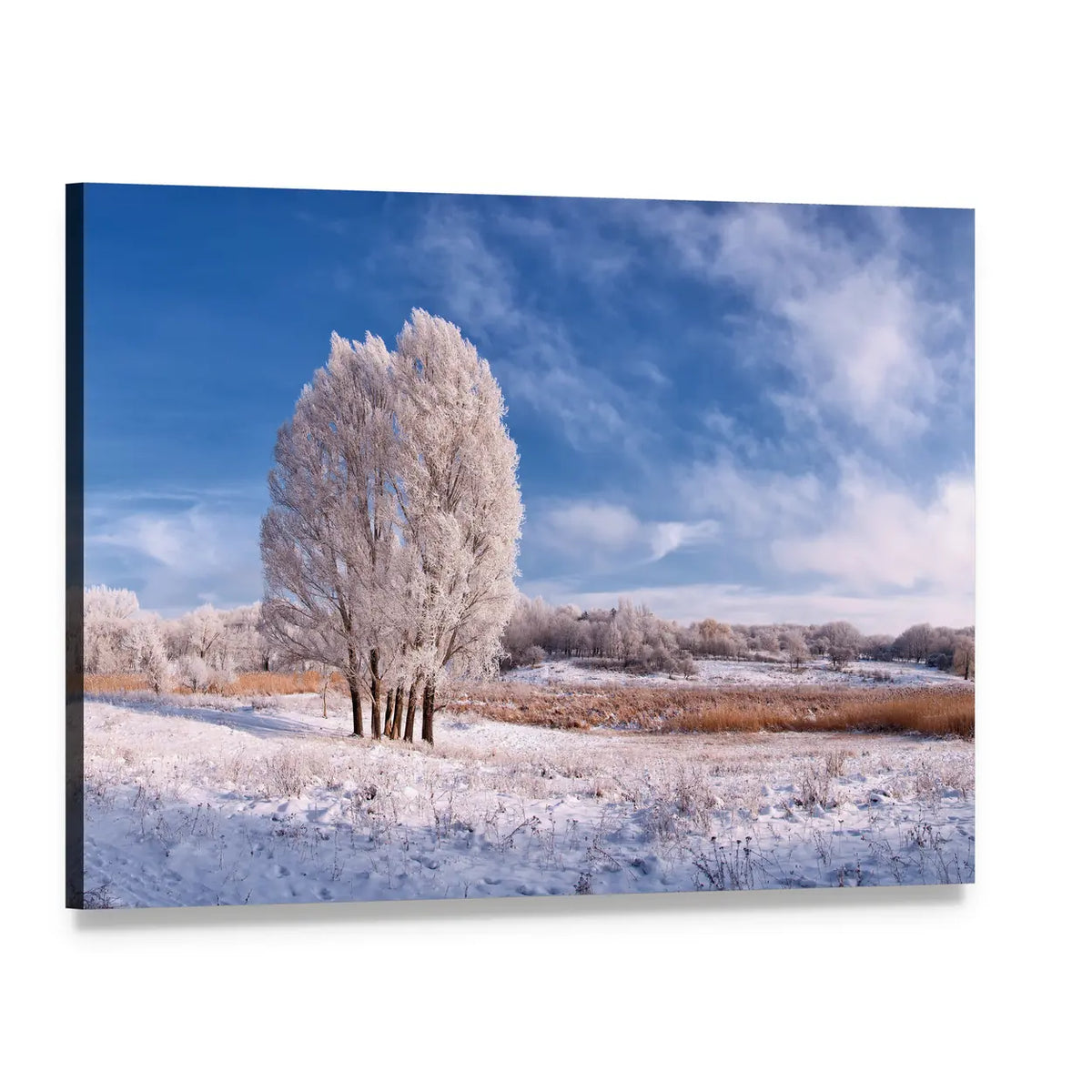 Frost-covered Tree in Winter Landscape Canvas Wall Art, single panel gallery wrapped canvas, angled product view