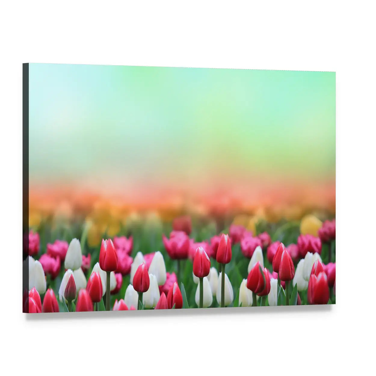 Red and White Tulip Field Canvas Wall Art, single panel gallery wrapped canvas, angled product view