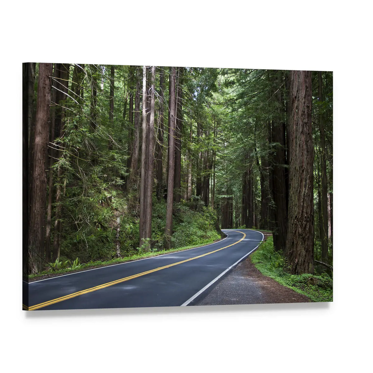 Redwoods Forest In California Canvas Wall Art, single panel gallery wrapped canvas, angled product view