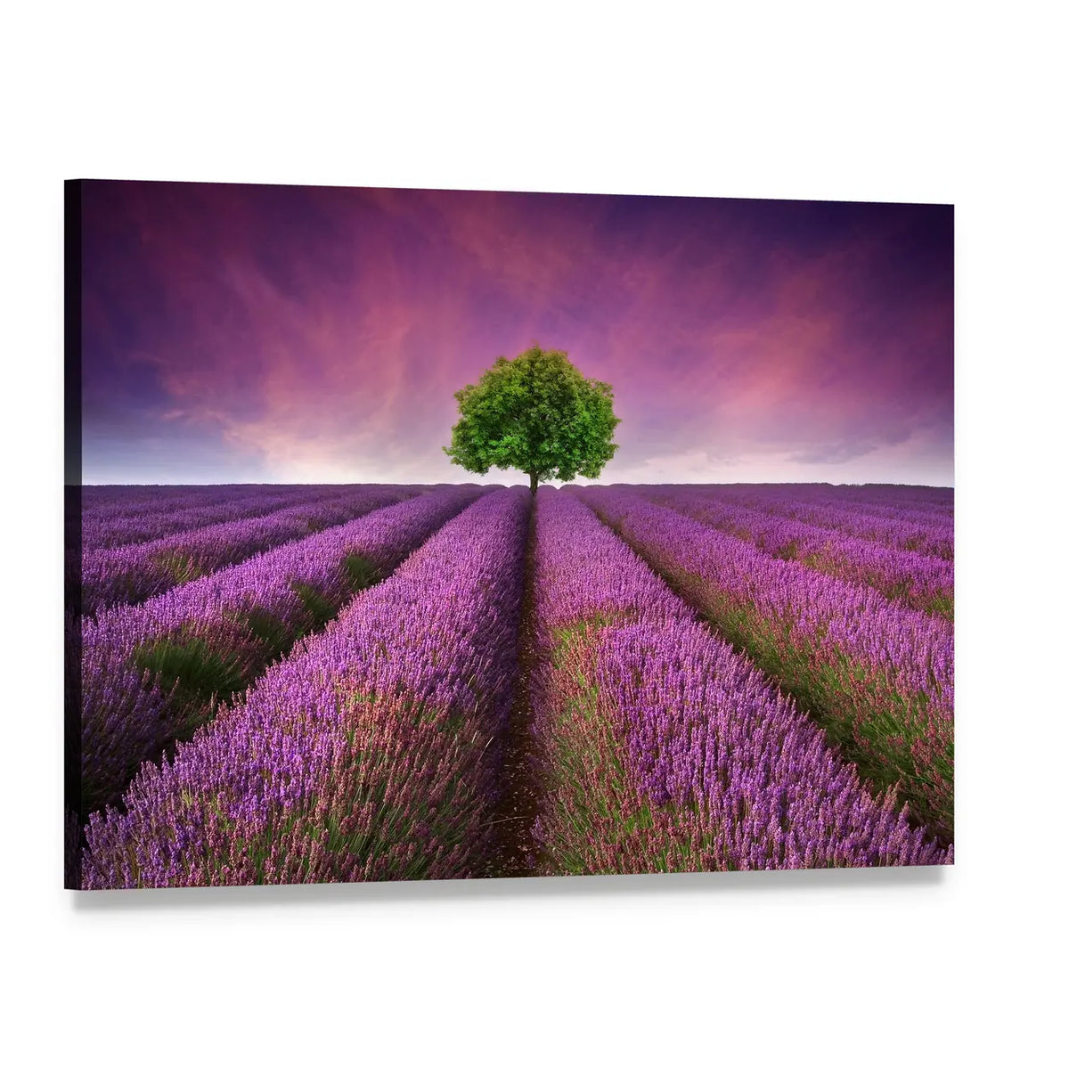 Lavender Field in Summer Canvas Wall Art, single panel gallery wrapped canvas, angled product view
