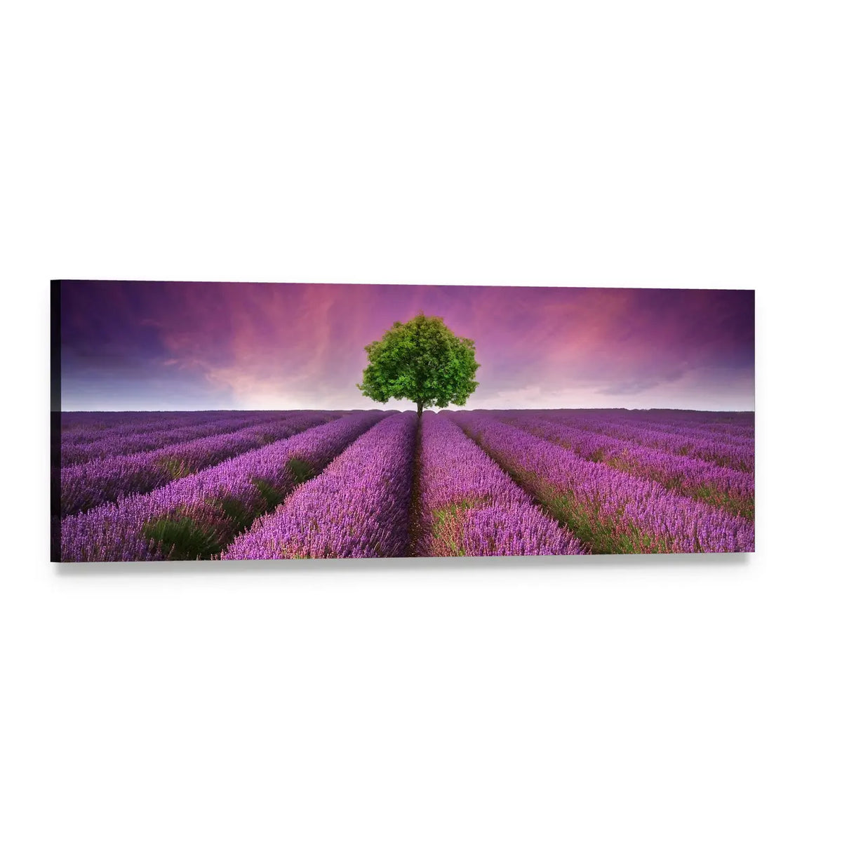 Lavender Field with Lone Tree at Sunset Panoramic Canvas Wall Art, single panel gallery wrapped canvas, angled product view