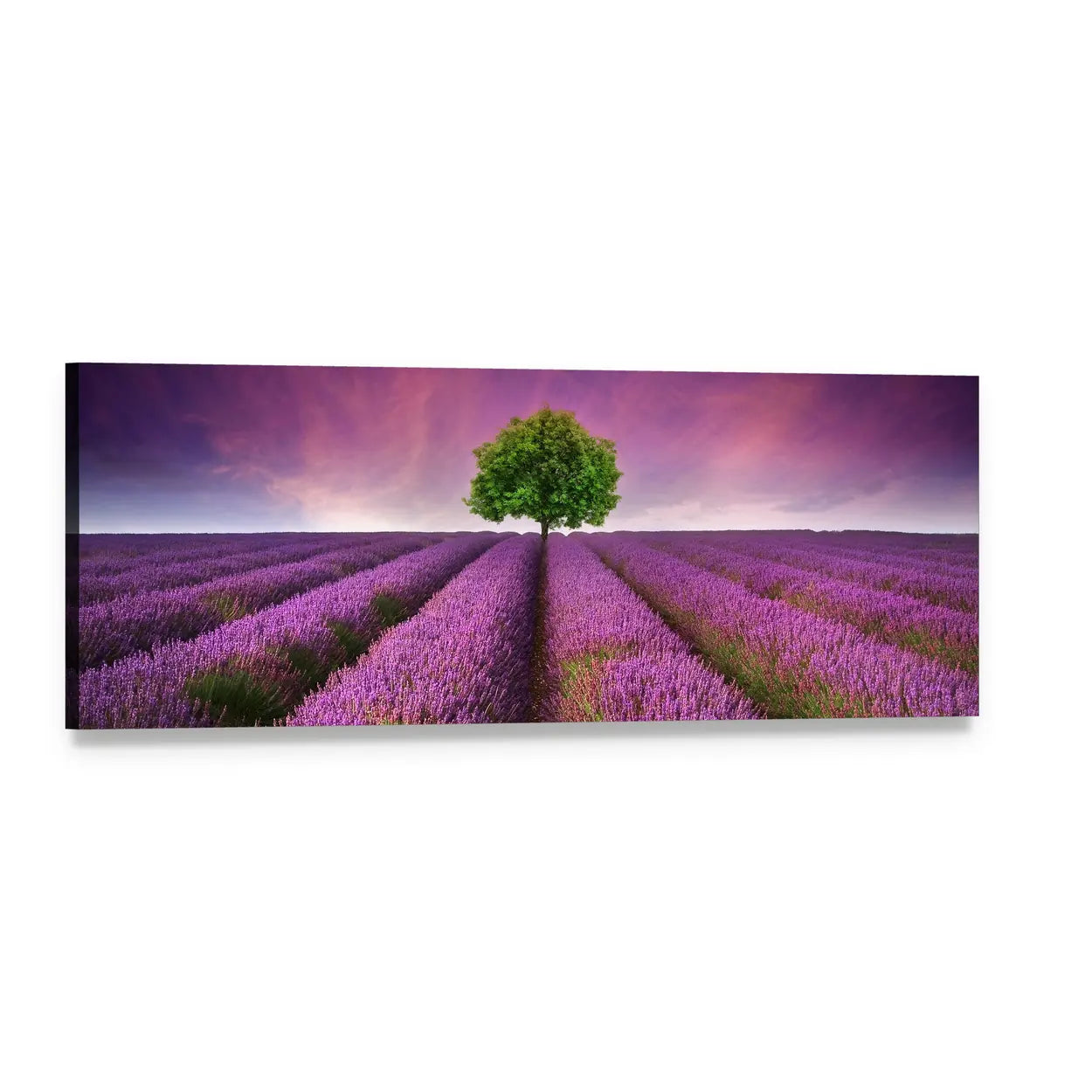 Lavender Field with Lone Tree at Sunset Panoramic Canvas Wall Art, single panel gallery wrapped canvas, angled product view
