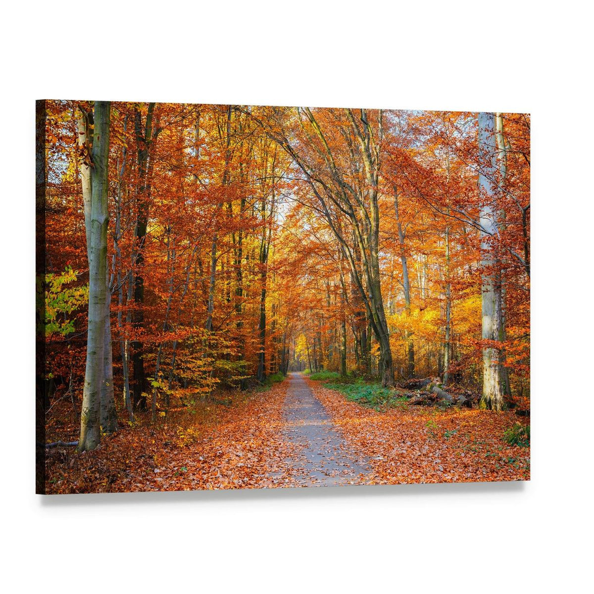 Pathway Through the Autumn Forest Canvas Wall Art, single panel gallery wrapped canvas, angled product view