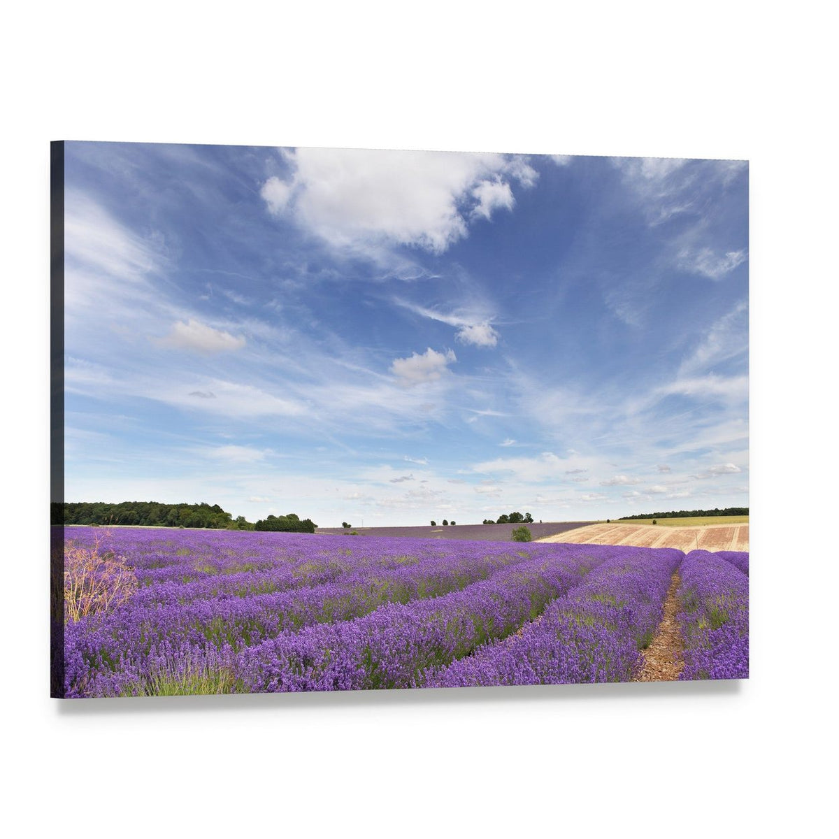 Lavender Field in the Cotswolds Canvas Wall Art, single panel gallery wrapped canvas, angled product view