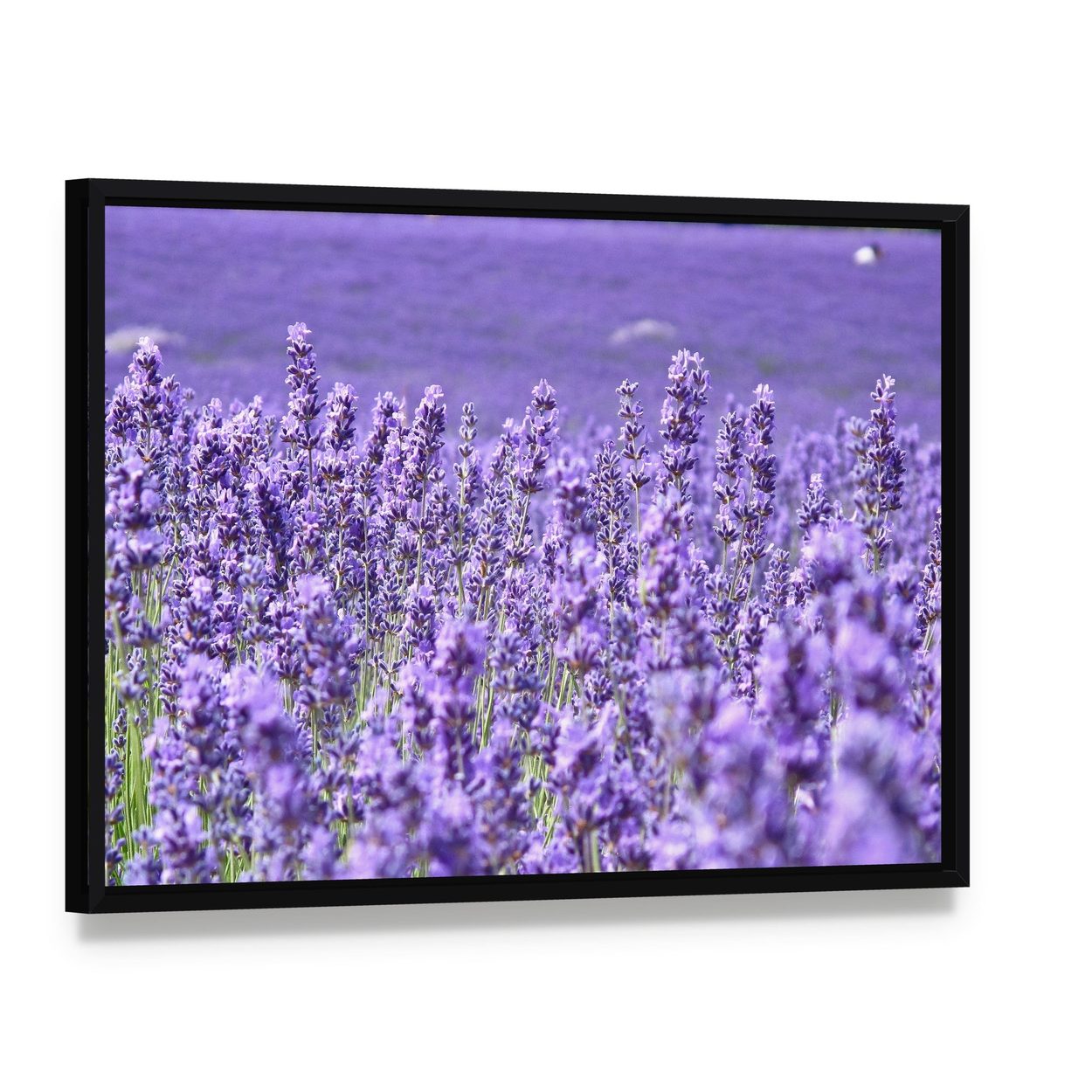 Blooming Lavender Field Canvas Wall Art, framed canvas in a black floater frame, angled product view
