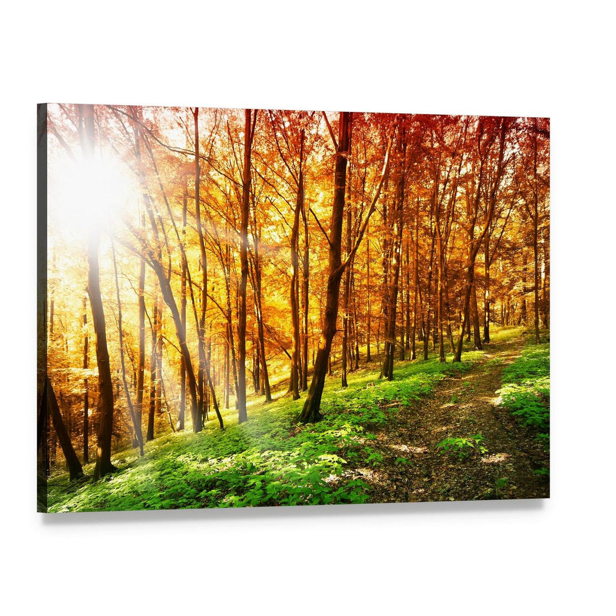 Sun in the Autumn Forest Canvas Wall Art, single panel gallery wrapped canvas, angled product view