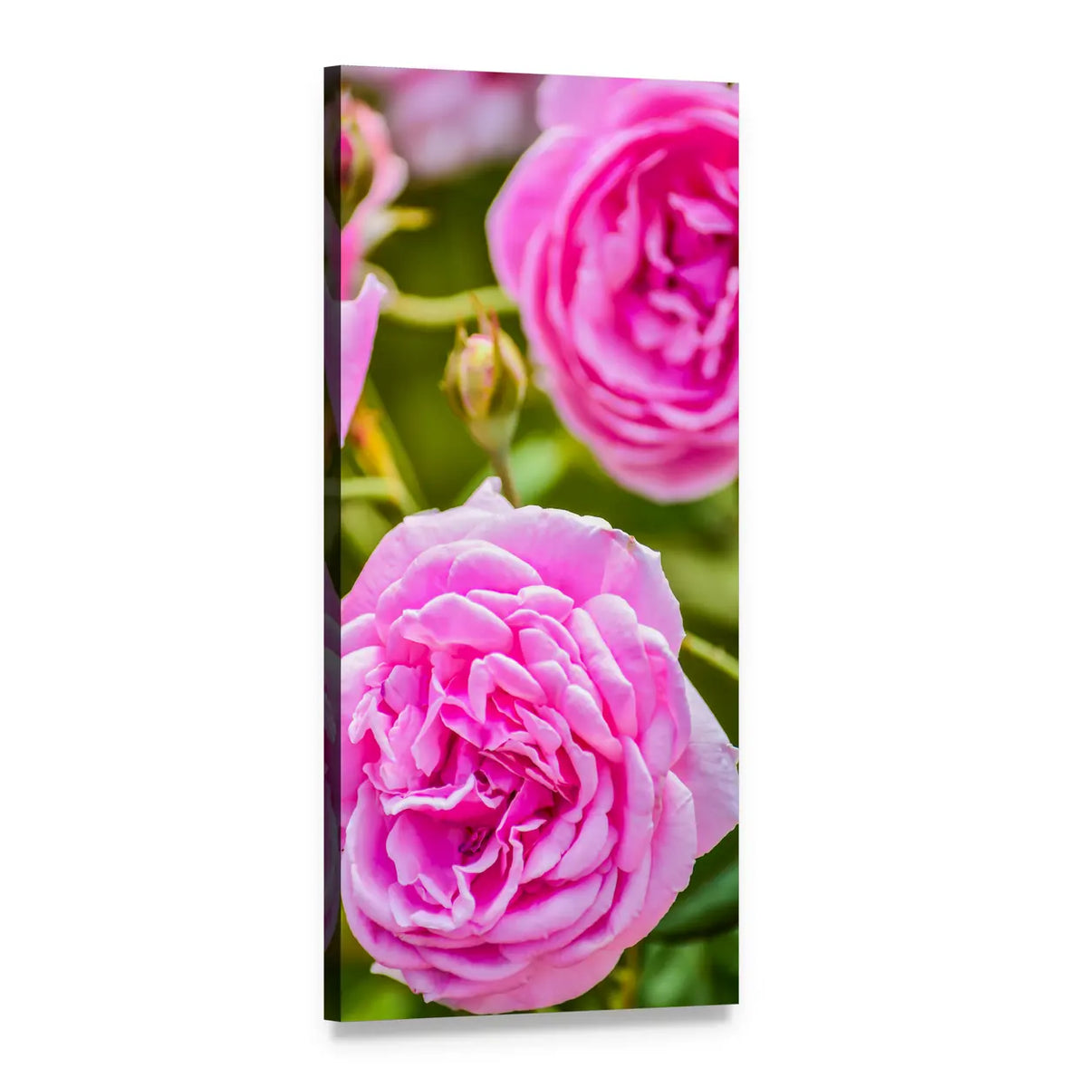 Rose Beauty Close-up Vertical Canvas Wall Art, 1 panel 1 Vertical layout gallery wrapped canvas set, angled product view