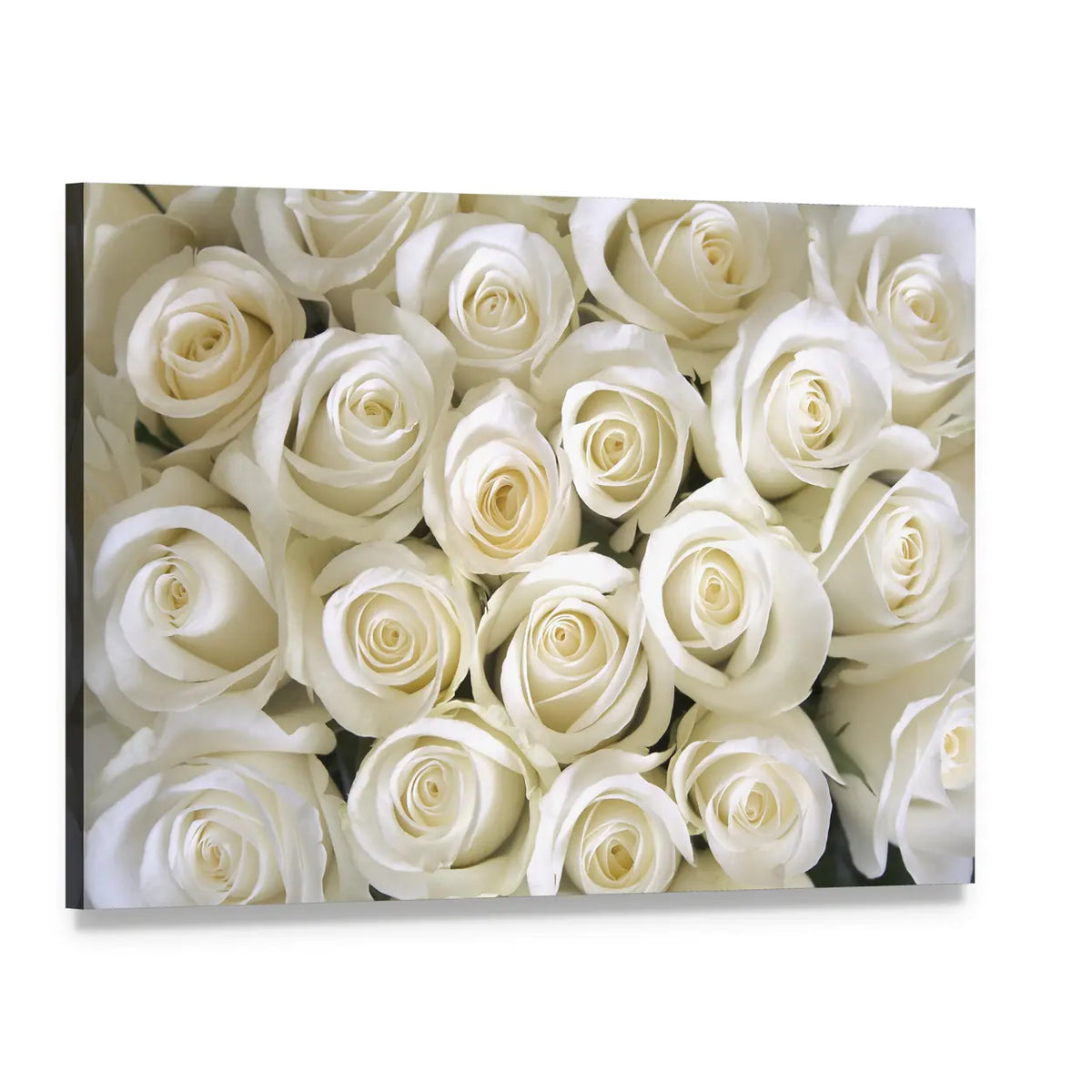 Silky White Roses Canvas Wall Art, single panel gallery wrapped canvas, angled product view