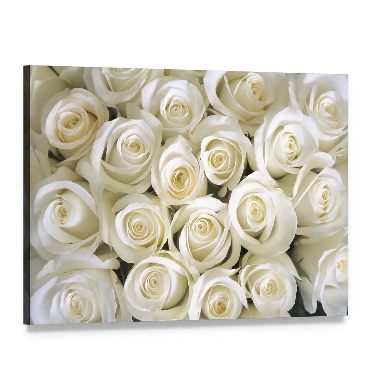 Silky White Roses Canvas Wall Art, single panel gallery wrapped canvas, angled product view