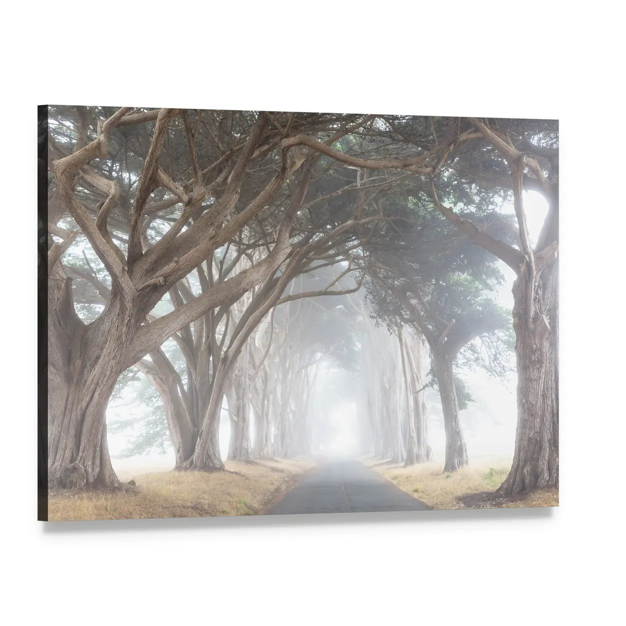 Misty Trees Alley In Foggy Weather Canvas Wall Art, single panel gallery wrapped canvas, angled product view