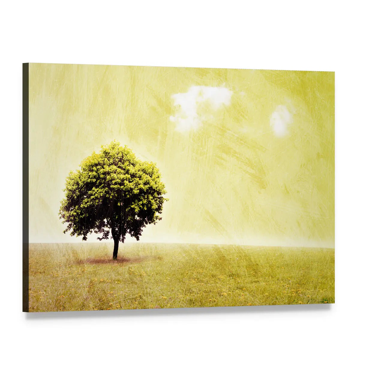 Lone Tree in Yellow Meadow Canvas Wall Art, single panel gallery wrapped canvas, angled product view