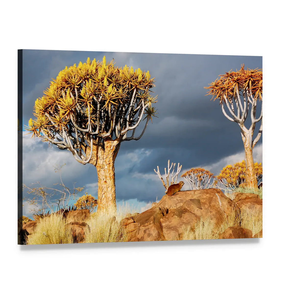 Quiver Tree Forest in South Africa Canvas Wall Art, single panel gallery wrapped canvas, angled product view