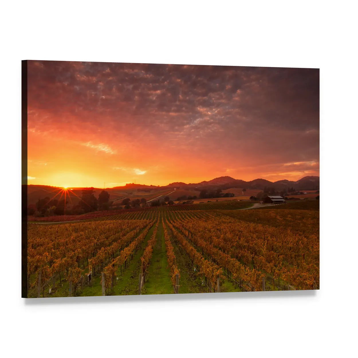 Sunrise Over Napa Valley Vineyards Canvas Wall Art, single panel gallery wrapped canvas, angled product view