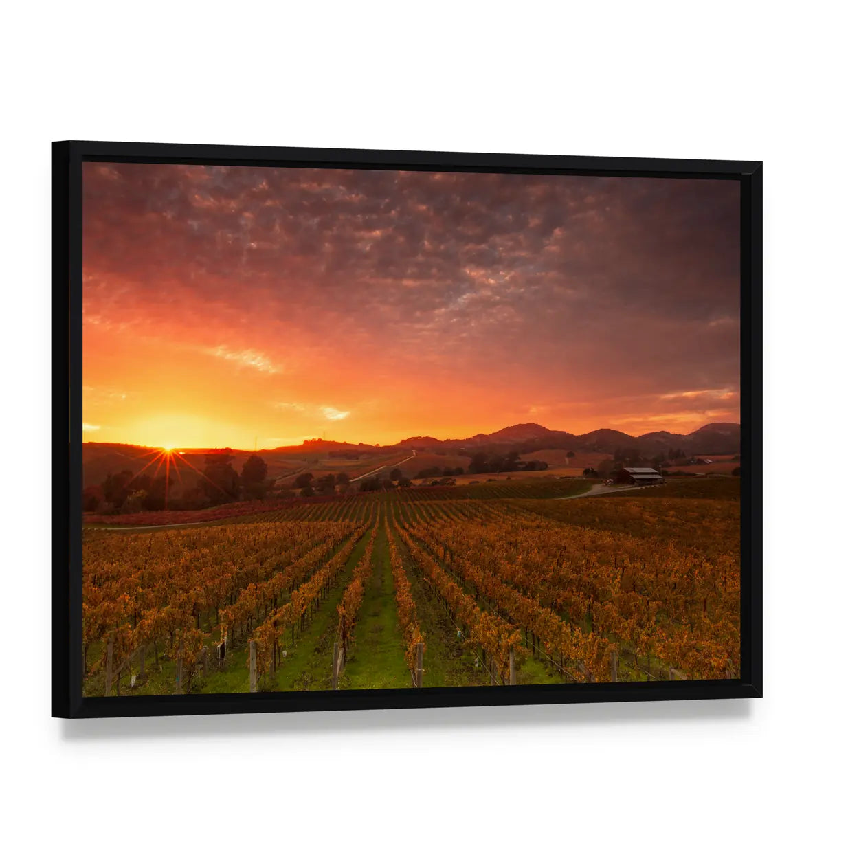 Sunrise Over Napa Valley Vineyards Canvas Wall Art, framed canvas in a black floater frame, angled product view