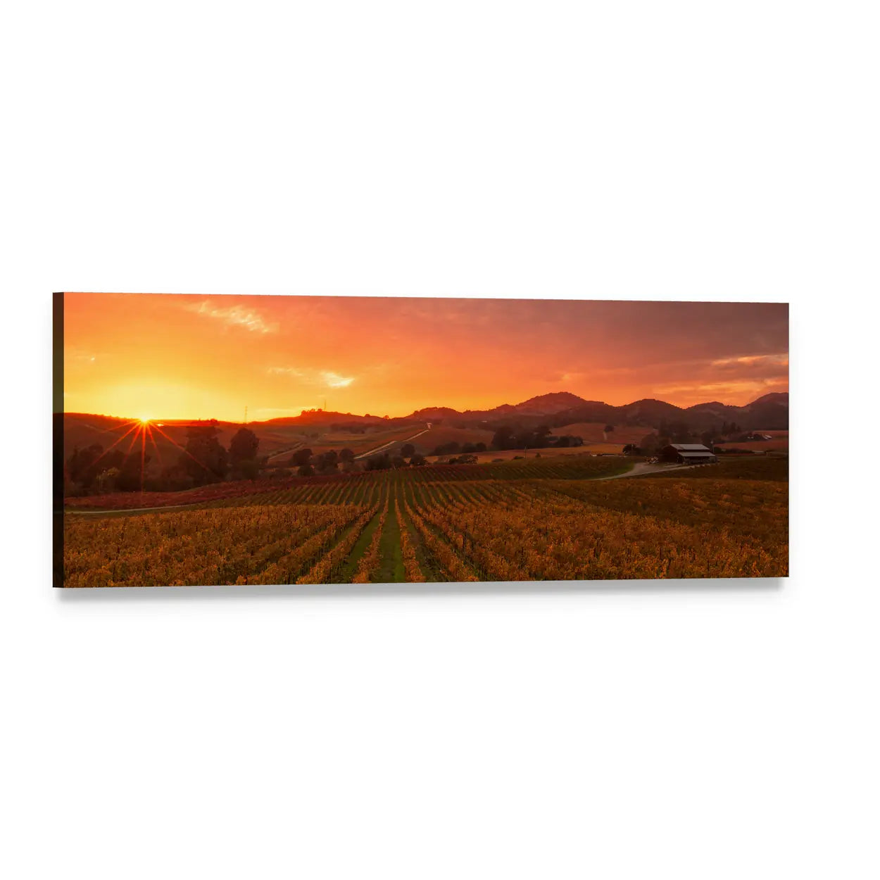 Sunrise Over Vineyard Rows and Hills Panoramic Canvas Wall Art, single panel gallery wrapped canvas, angled product view