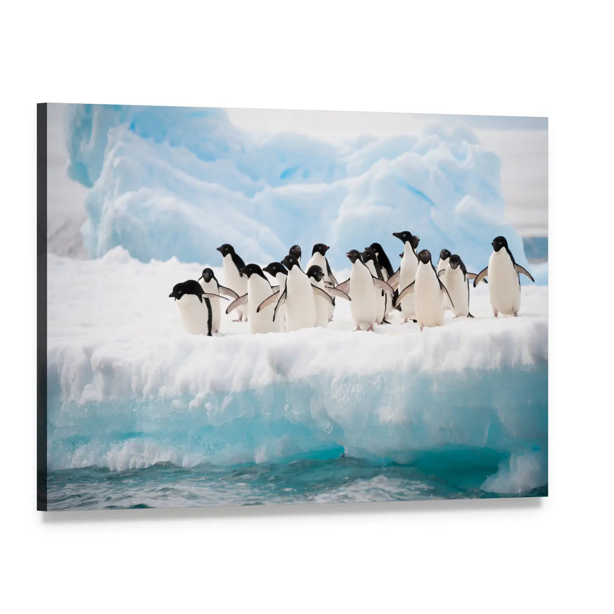 Adélie Penguins on Iceberg Canvas Wall Art, single panel gallery wrapped canvas, angled product view