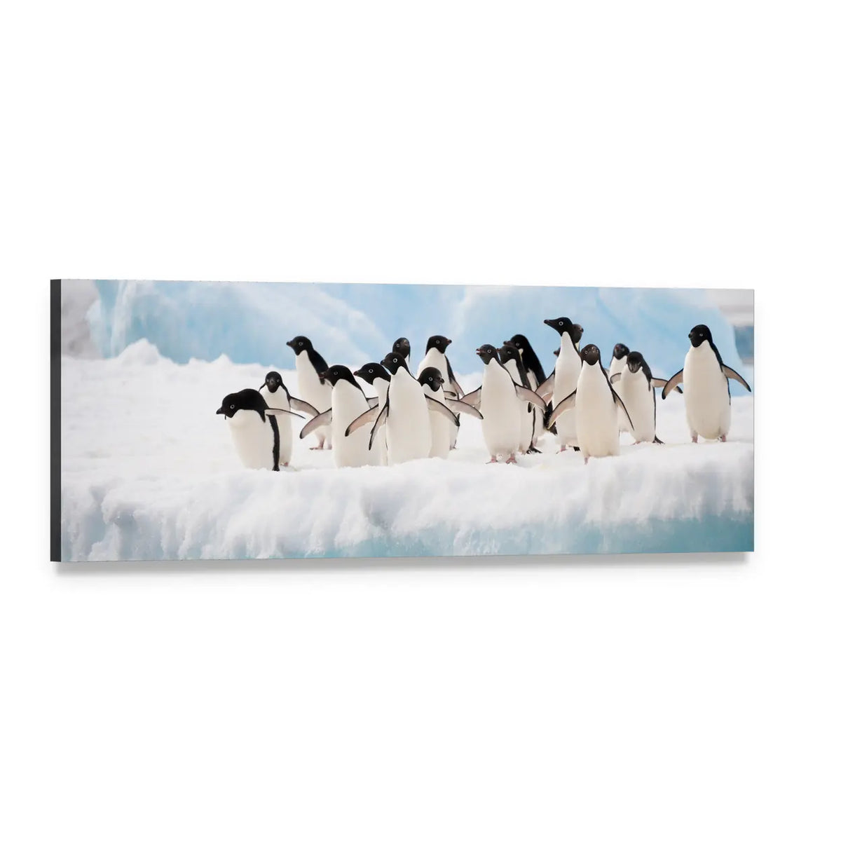 Adélie Penguins on Iceberg Panoramic Canvas Wall Art, single panel gallery wrapped canvas, angled product view