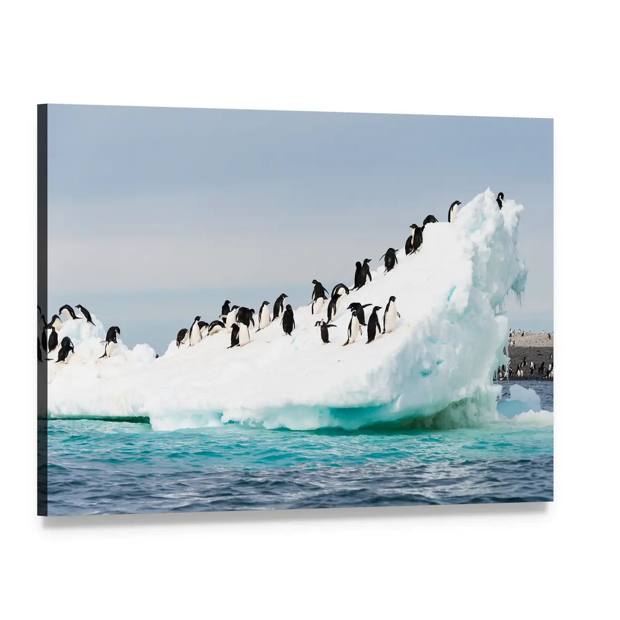 Penguin Colony on Antarctic Iceberg Canvas Wall Art, single panel gallery wrapped canvas, angled product view
