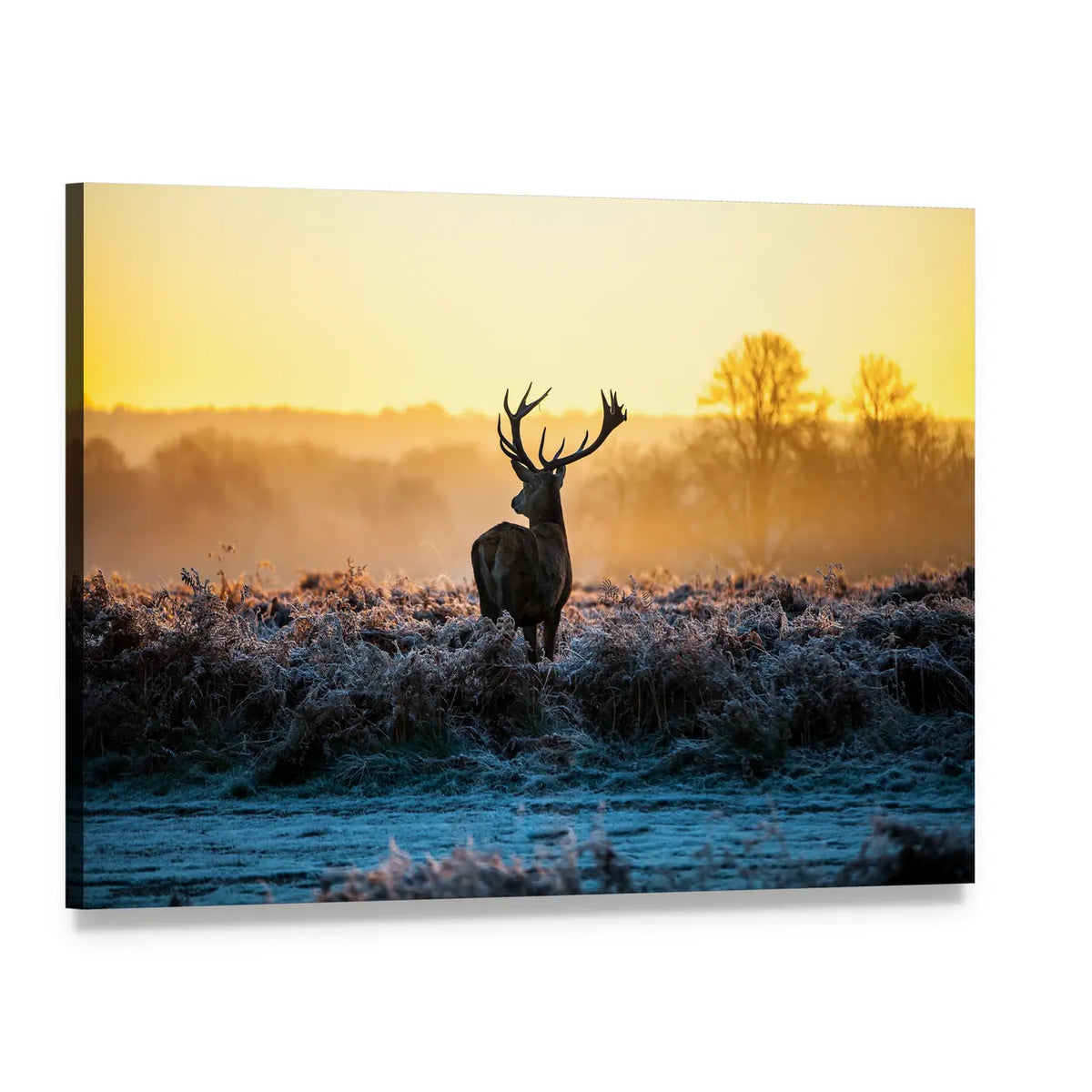 Red Deer in Morning Sun Canvas Wall Art, single panel gallery wrapped canvas, angled product view