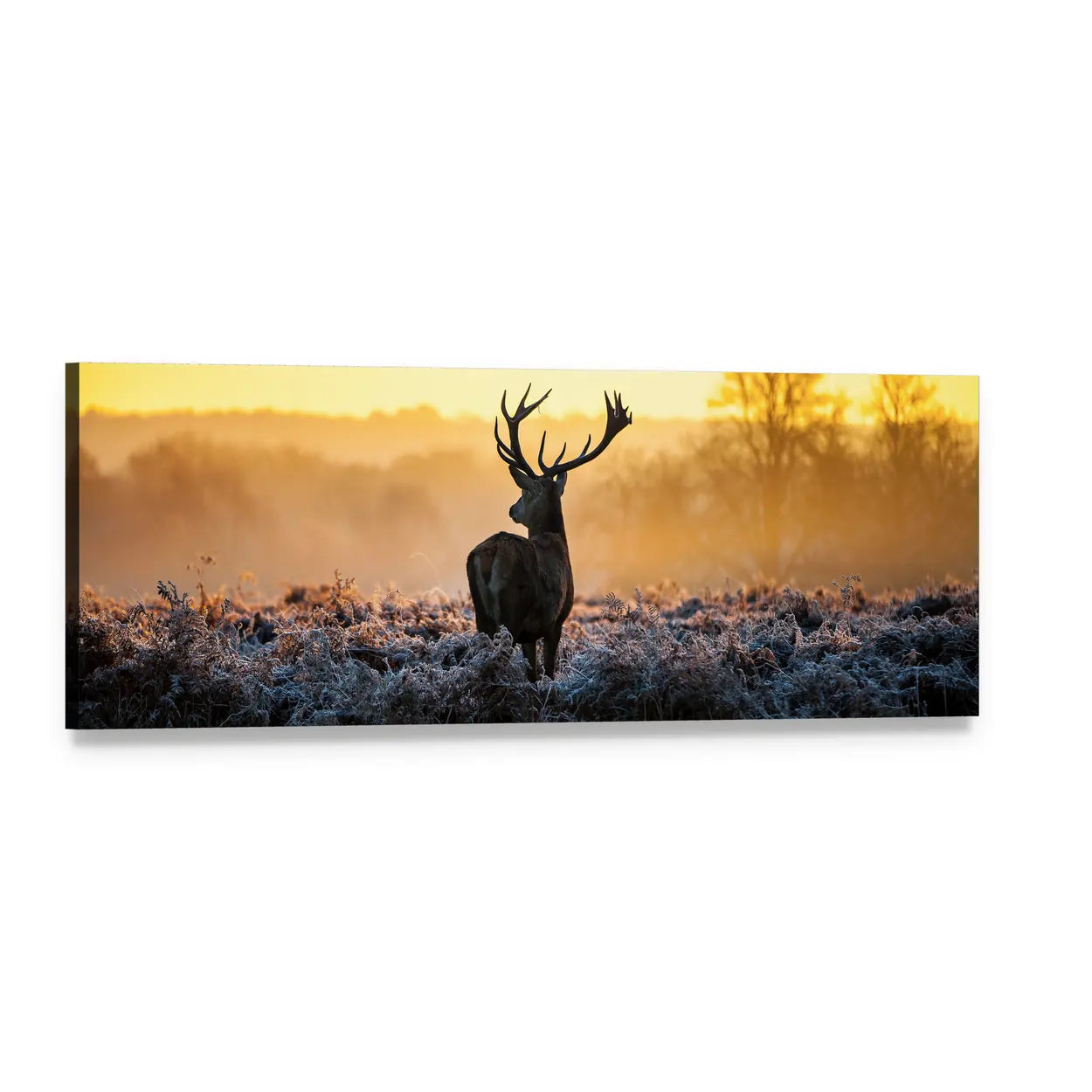Red Deer in Morning Sun Panoramic Canvas Wall Art, single panel gallery wrapped canvas, angled product view