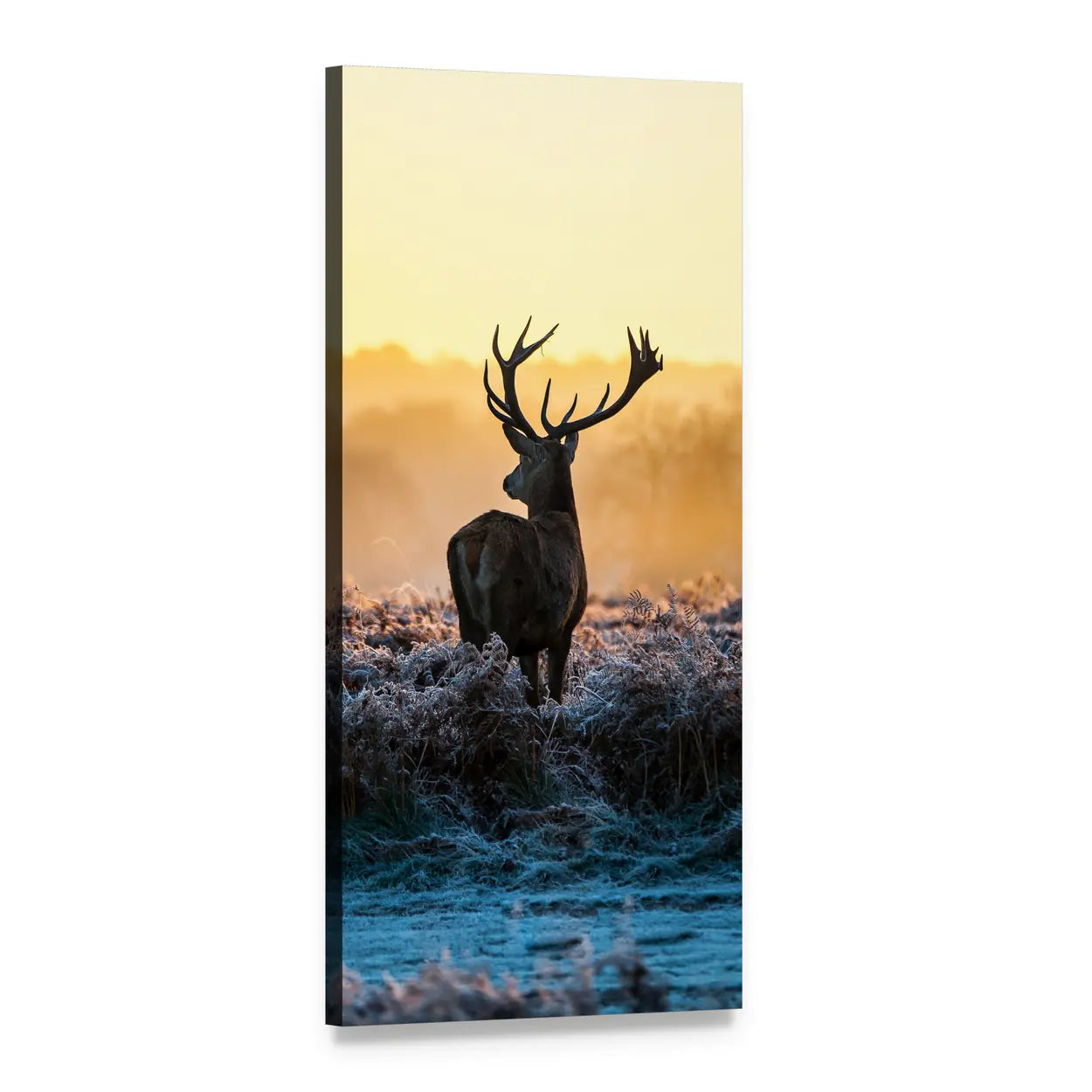 Red Deer in Morning Sun Vertical Canvas Wall Art, 1 panel 1 Vertical layout gallery wrapped canvas set, angled product view