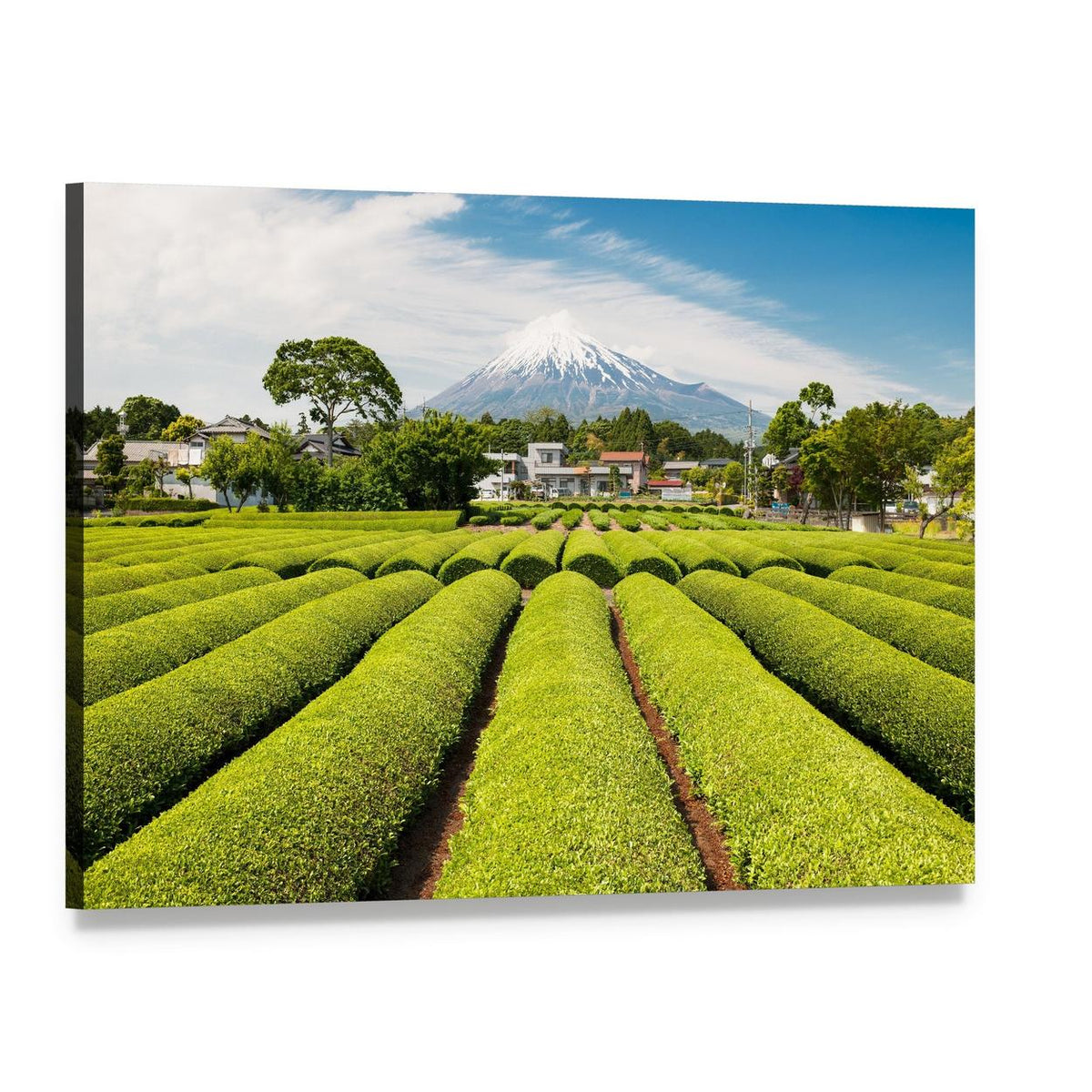 Spring Tea Field with Snow-capped Mount Fuji Canvas Wall Art, single panel gallery wrapped canvas, angled product view