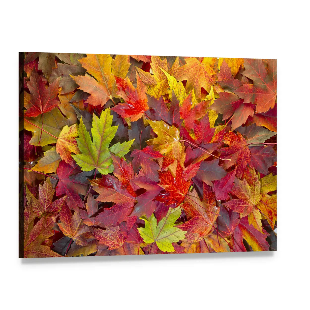 Colorful Maple Leaves Canvas Wall Art, single panel gallery wrapped canvas, angled product view
