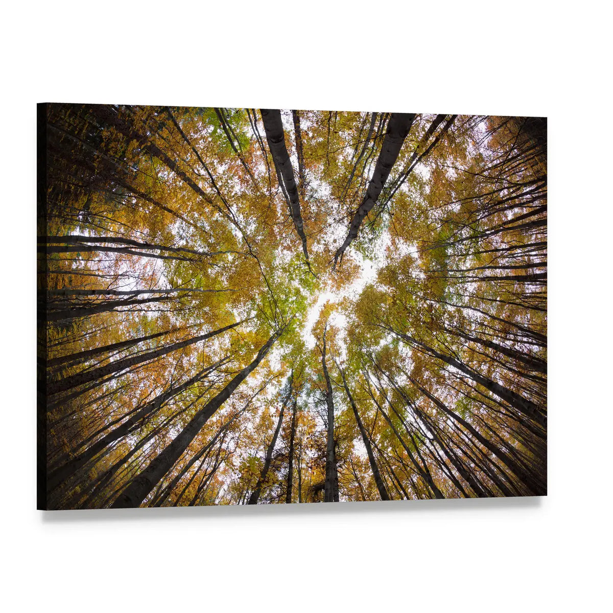 Autumn Forest Treetops Canvas Wall Art, single panel gallery wrapped canvas, angled product view