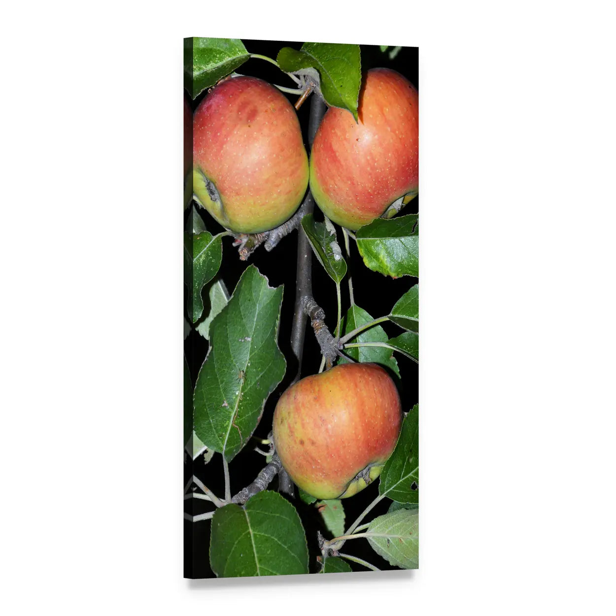Three Red Apples on a Branch Vertical Canvas Wall Art, 1 panel 1 Vertical layout gallery wrapped canvas set, angled product view