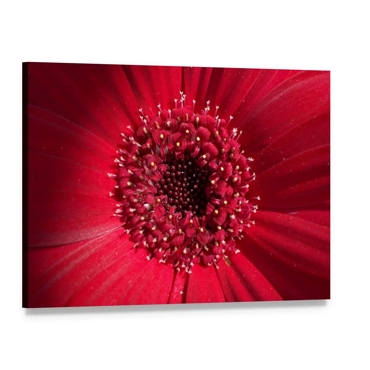 Red Gerbera Daisy Center Canvas Wall Art, single panel gallery wrapped canvas, angled product view