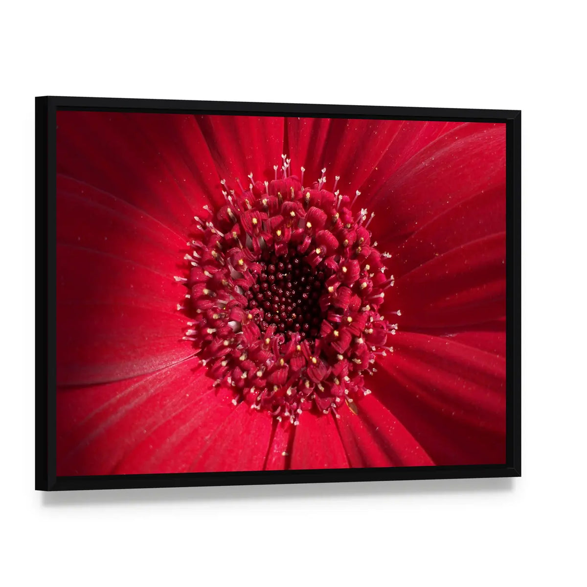 Red Gerbera Daisy Center Canvas Wall Art, framed canvas in a black floater frame, angled product view