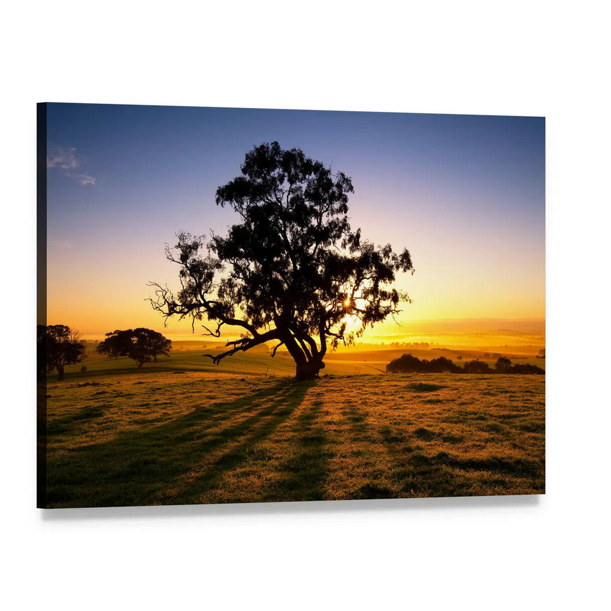 Sunrise Over Field with Large Tree Silhouette Canvas Wall Art, single panel gallery wrapped canvas, angled product view