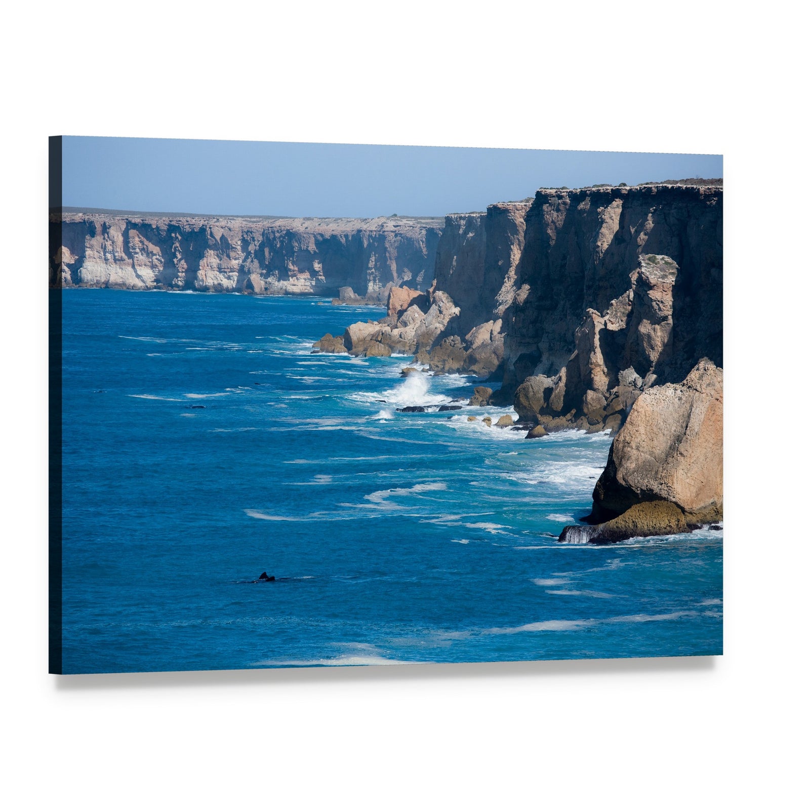 Right Whale Off Bunda Cliffs in Australia Canvas Wall Art, single panel gallery wrapped canvas, angled product view