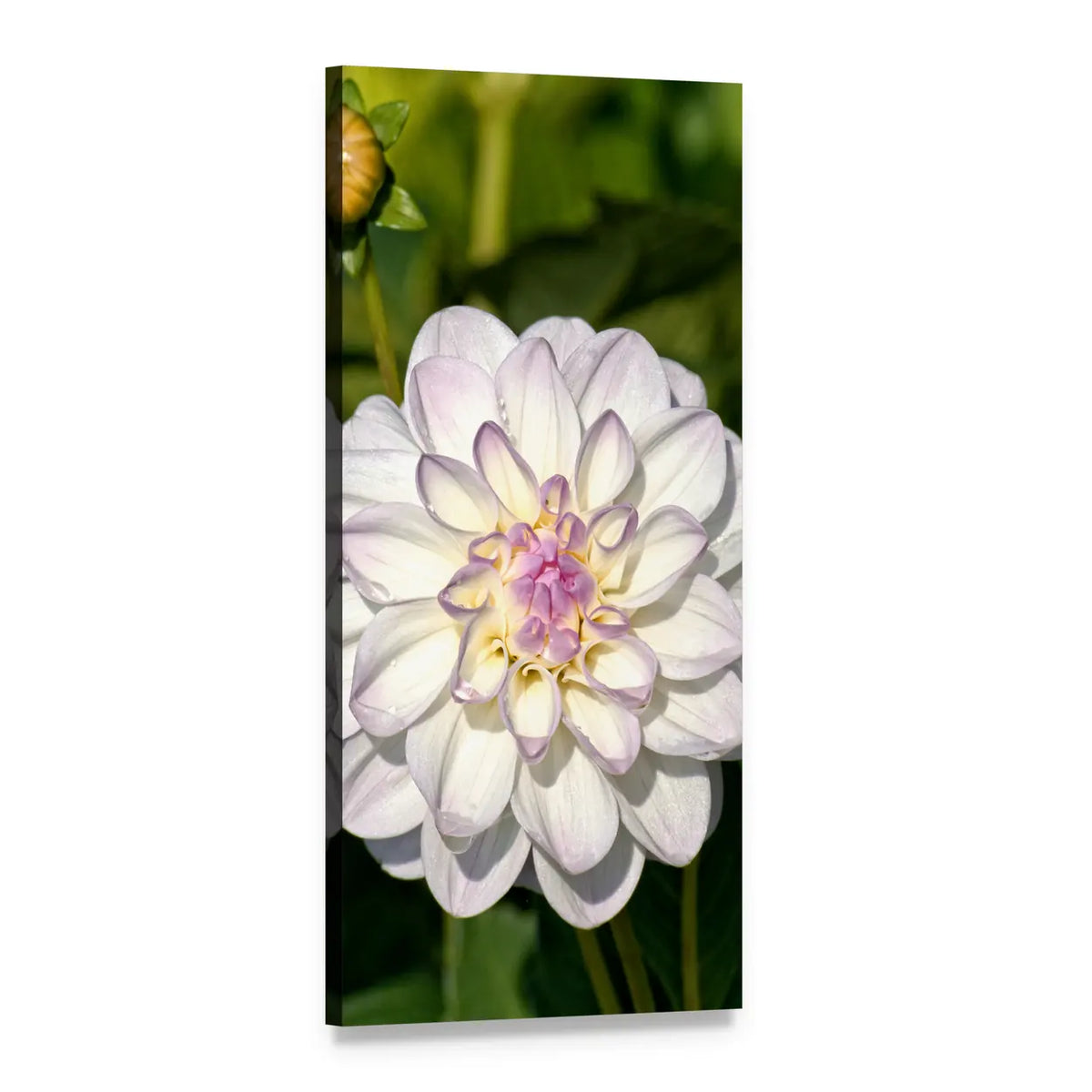 White Dahlia with Purple Tips Vertical Canvas Wall Art, 1 panel 1 Vertical layout gallery wrapped canvas set, angled product view