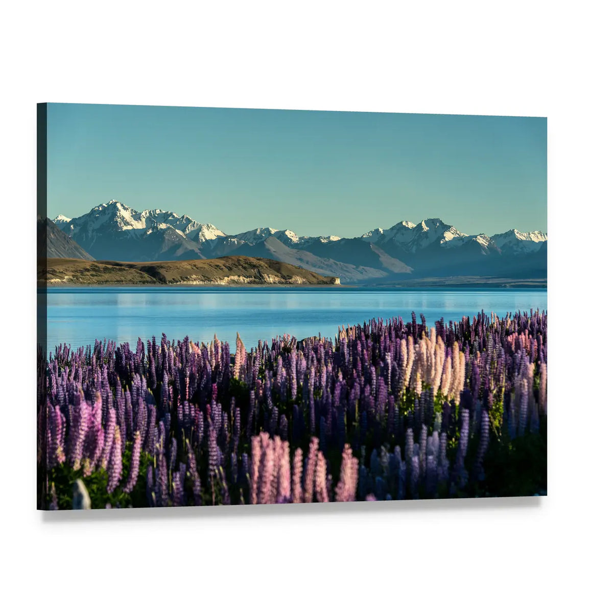 Lake Tekapo Lupines and Snow-capped Peaks Canvas Wall Art, single panel gallery wrapped canvas, angled product view