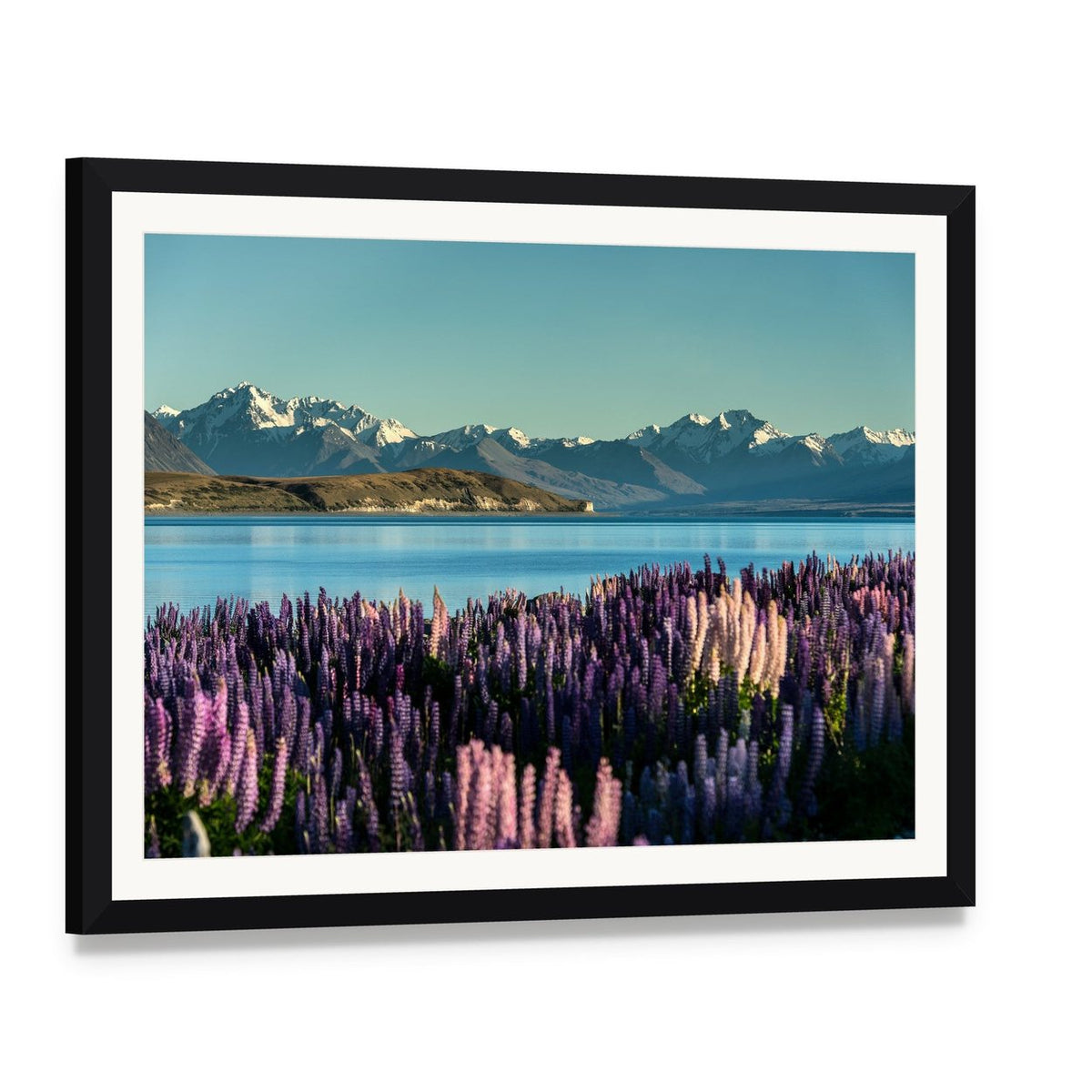 Lake Tekapo Purple Lupine Field Canvas Wall Art, framed print with white mat and black frame, angled product view