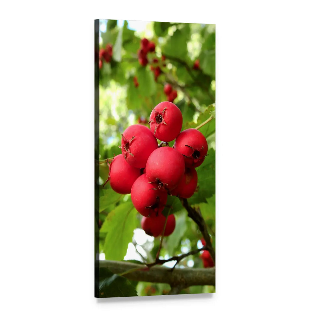 Red Hawthorn Berries on Branch Vertical Canvas Wall Art, 1 panel 1 Vertical layout gallery wrapped canvas set, angled product view