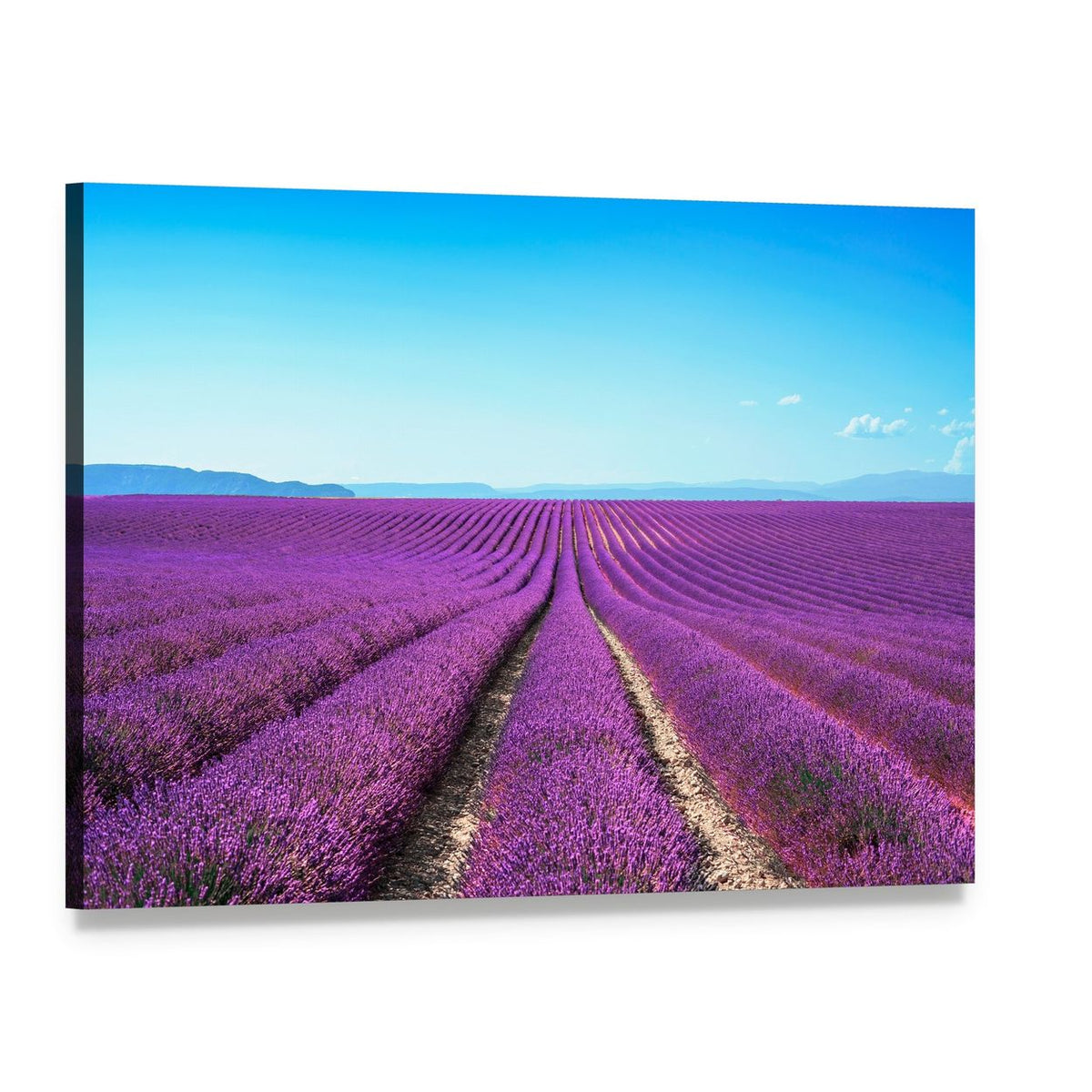 Lavender Field with Path Canvas Wall Art, single panel gallery wrapped canvas, angled product view