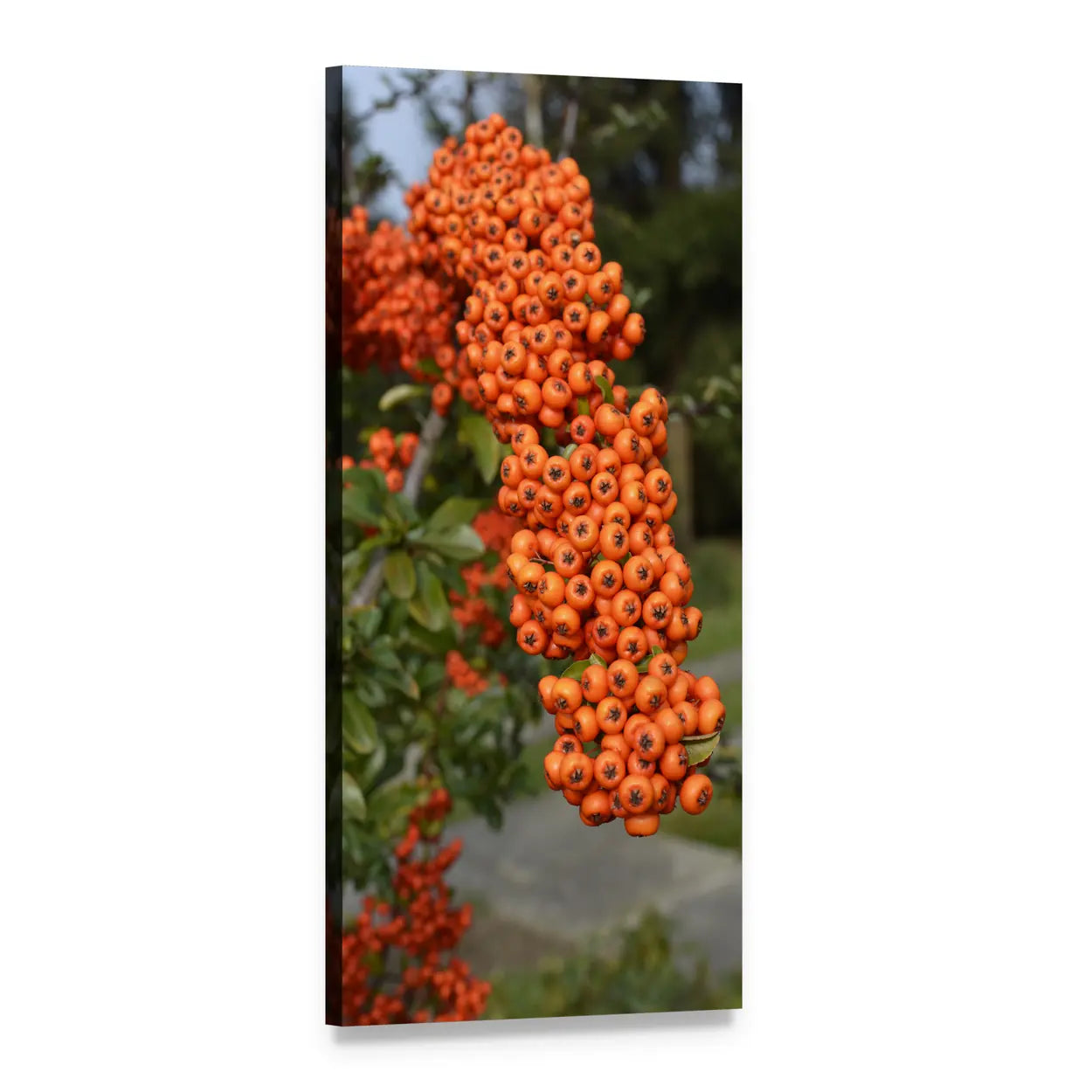 Clusters of Orange Berries on Branch Vertical Canvas Wall Art, 1 panel 1 Vertical layout gallery wrapped canvas set, angled product view