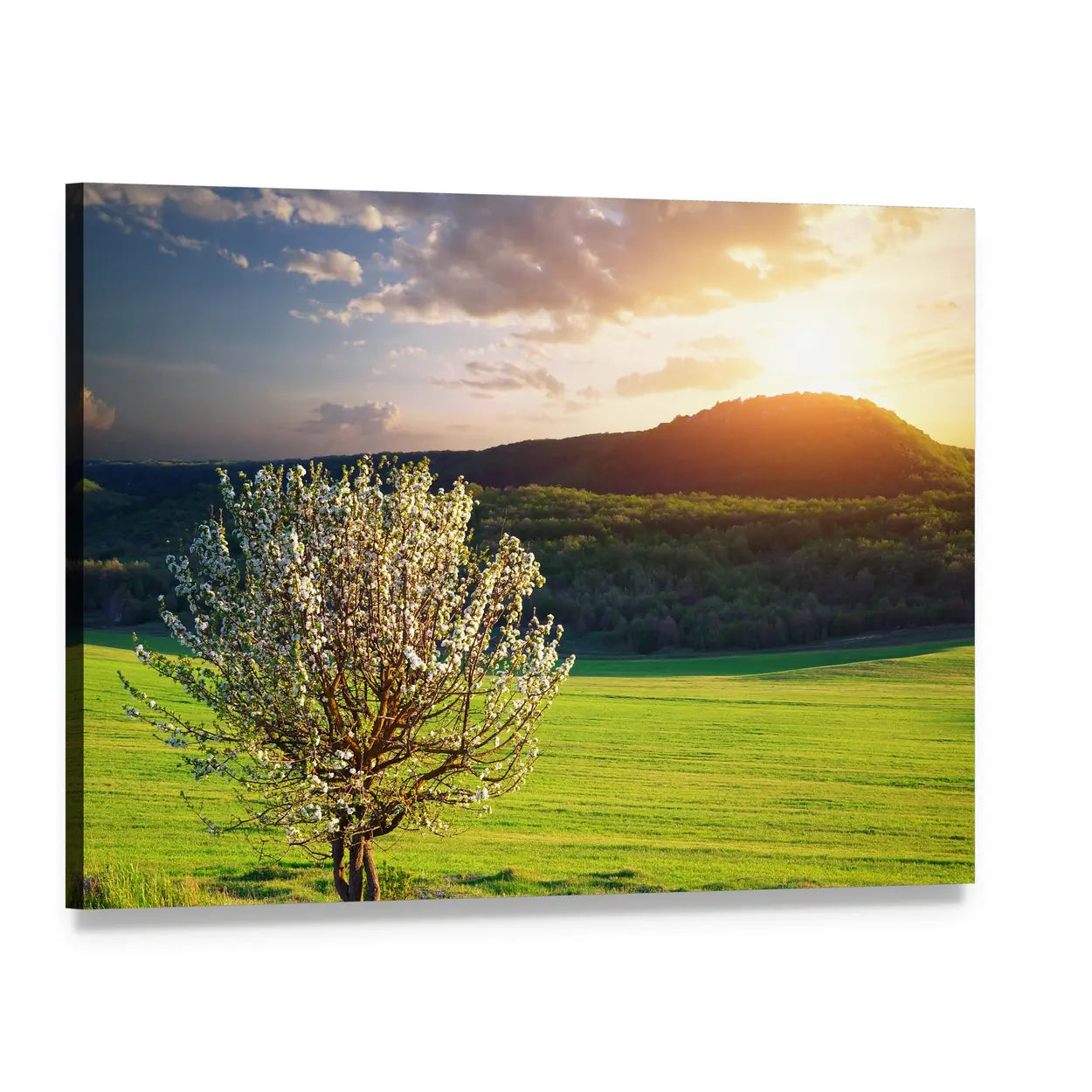 Tree in Mountain Meadow Canvas Wall Art, single panel gallery wrapped canvas, angled product view