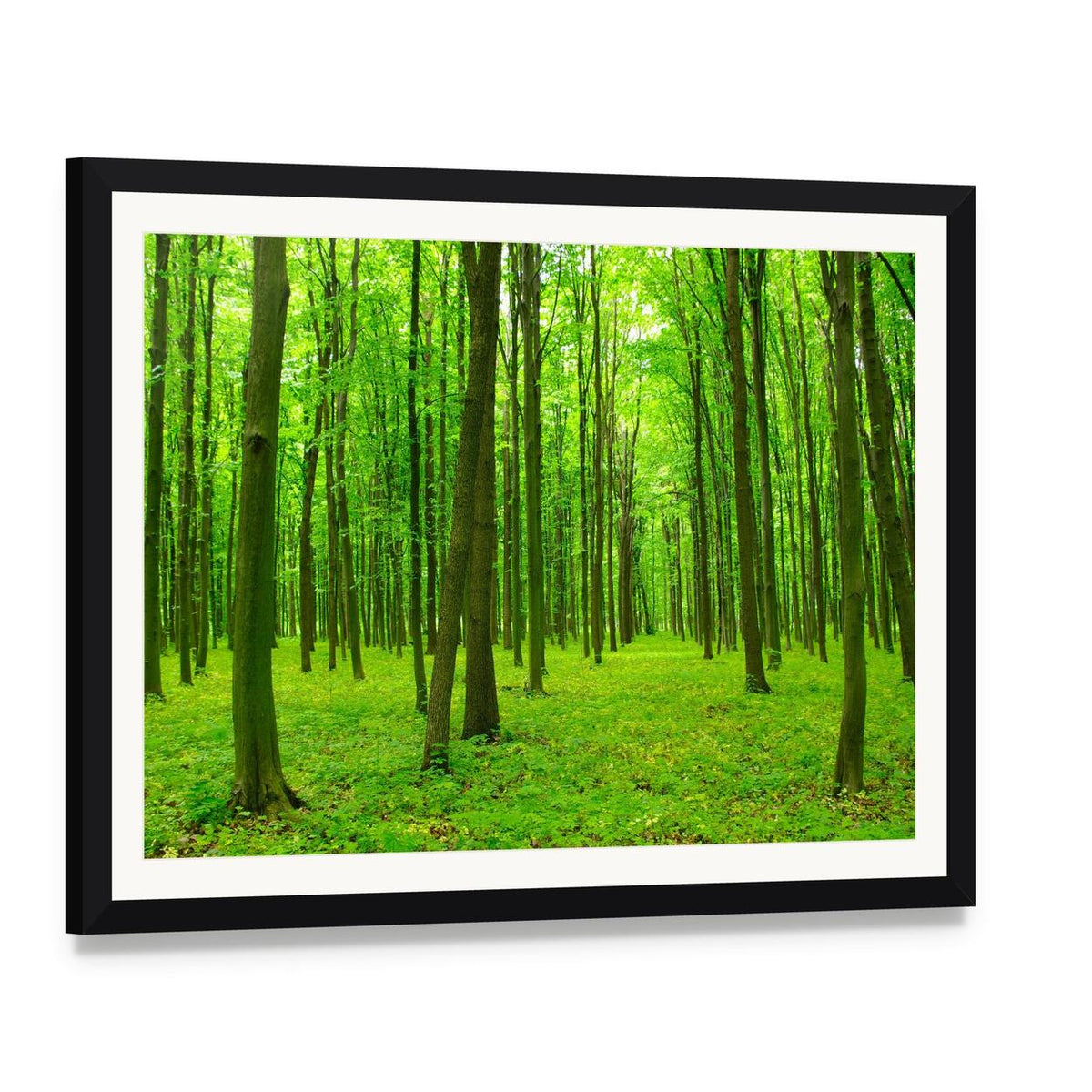 Spring Forest with Tall Trees Canvas Wall Art, framed print with white mat and black frame, angled product view