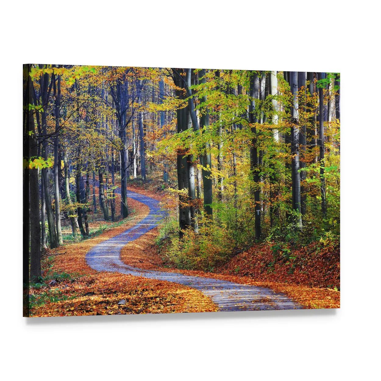 Winding Path Through Autumn Forest Canvas Wall Art, single panel gallery wrapped canvas, angled product view