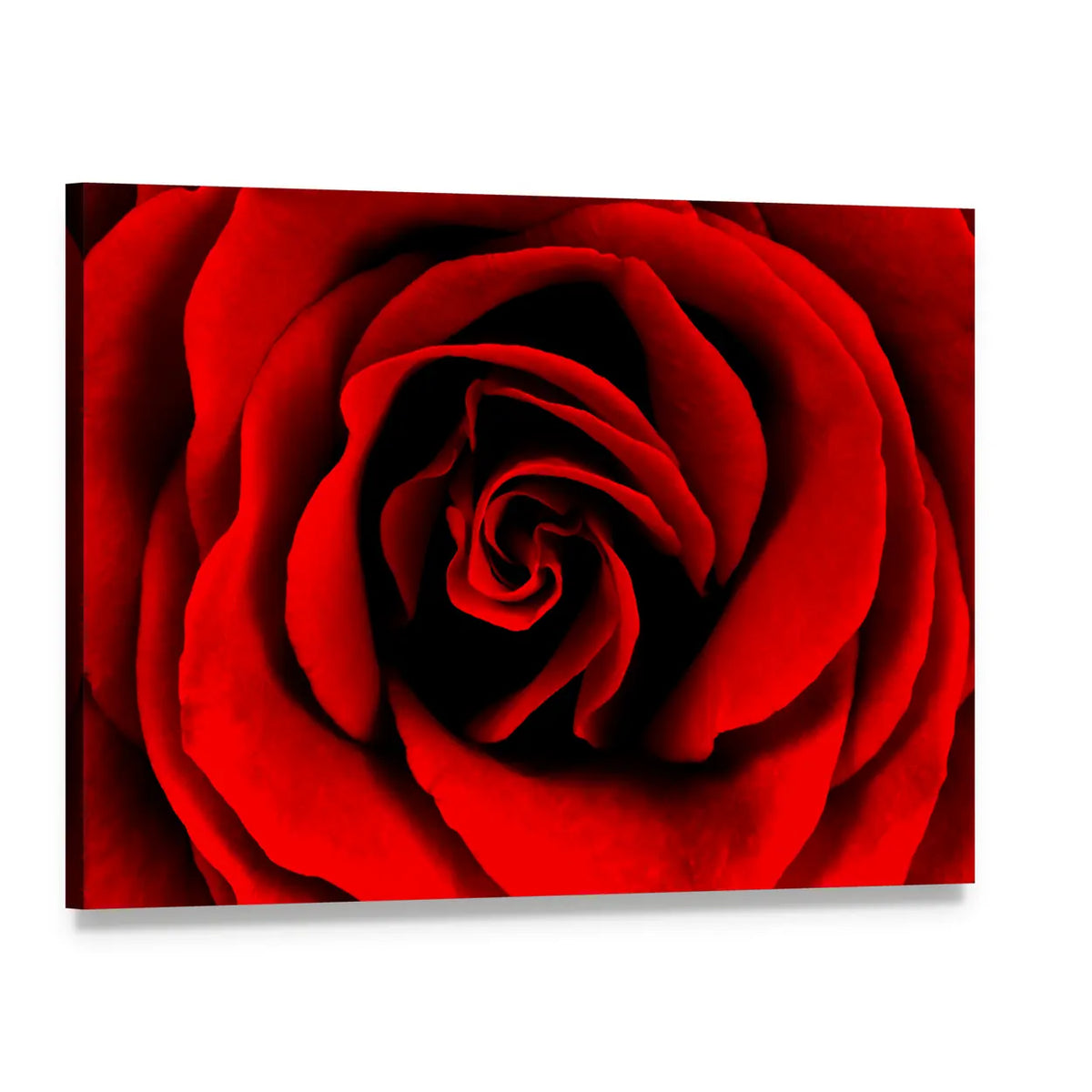 Closeup Of A Red Rose Canvas Wall Art, single panel gallery wrapped canvas, angled product view