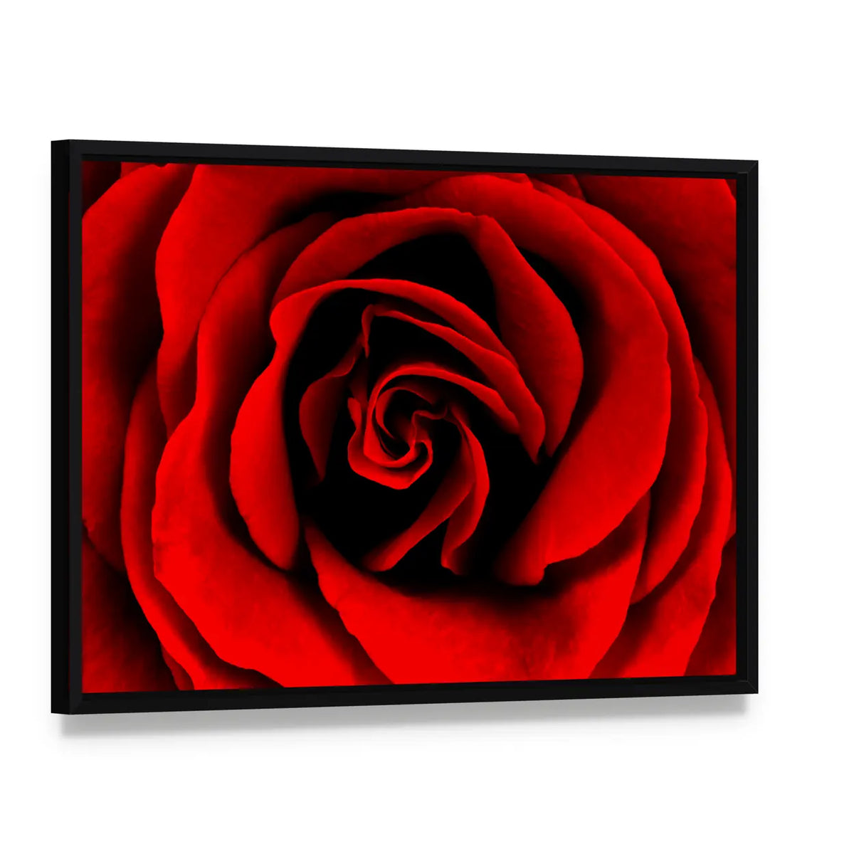 Closeup Of A Red Rose Canvas Wall Art, framed canvas in a black floater frame, angled product view