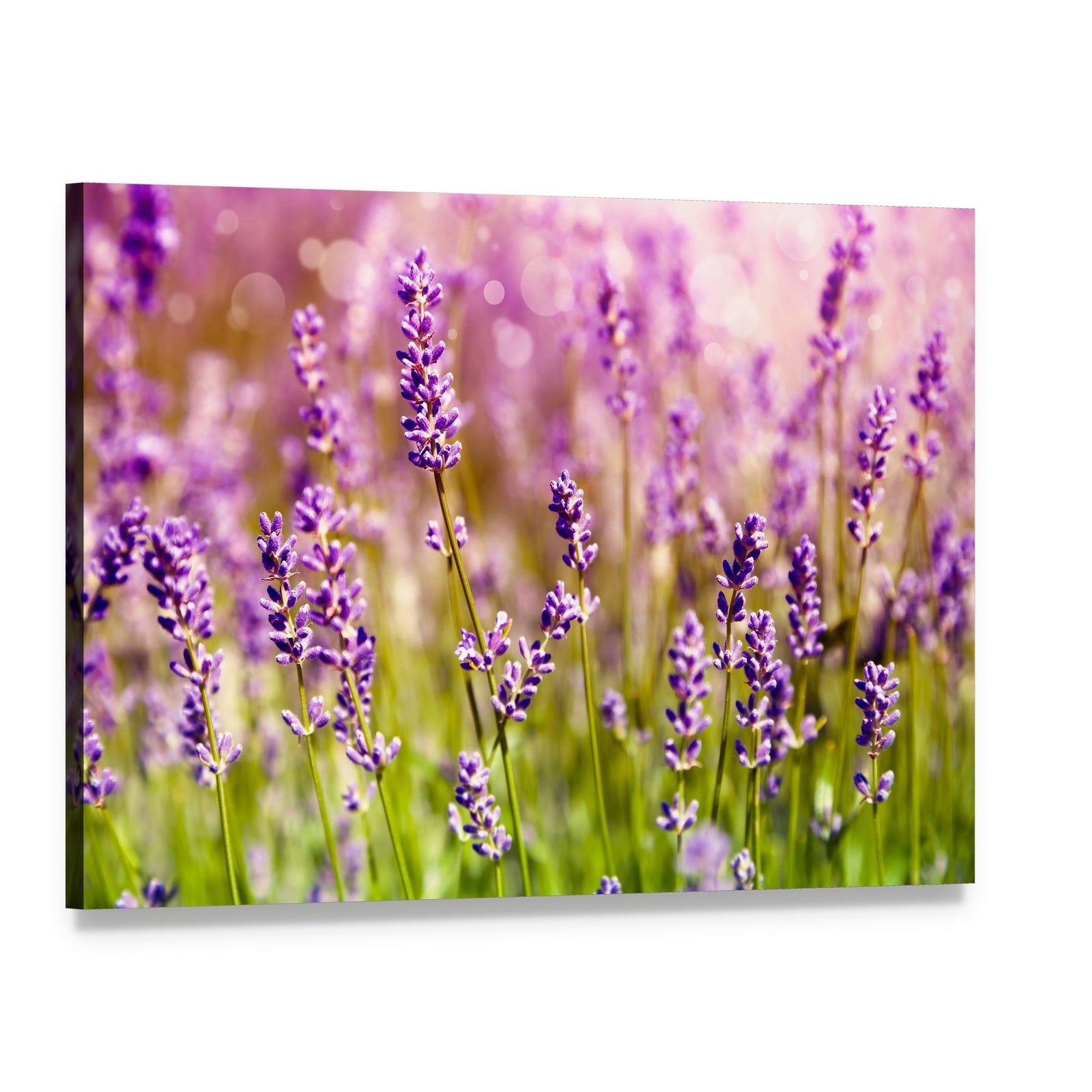 Lavender Floral Scene Canvas Wall Art, single panel gallery wrapped canvas, angled product view