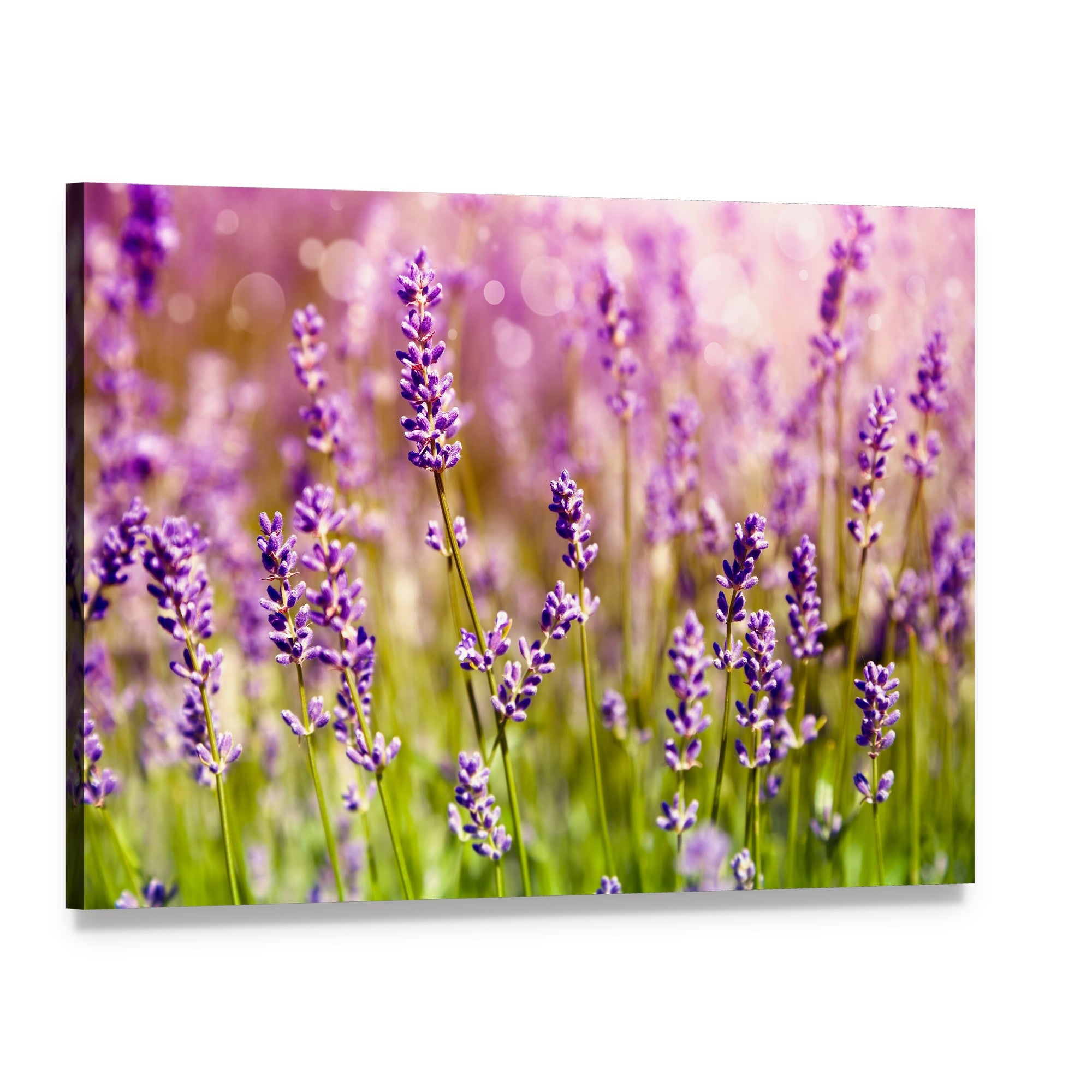 Lavender Floral Scene Canvas Wall Art, single panel gallery wrapped canvas, angled product view