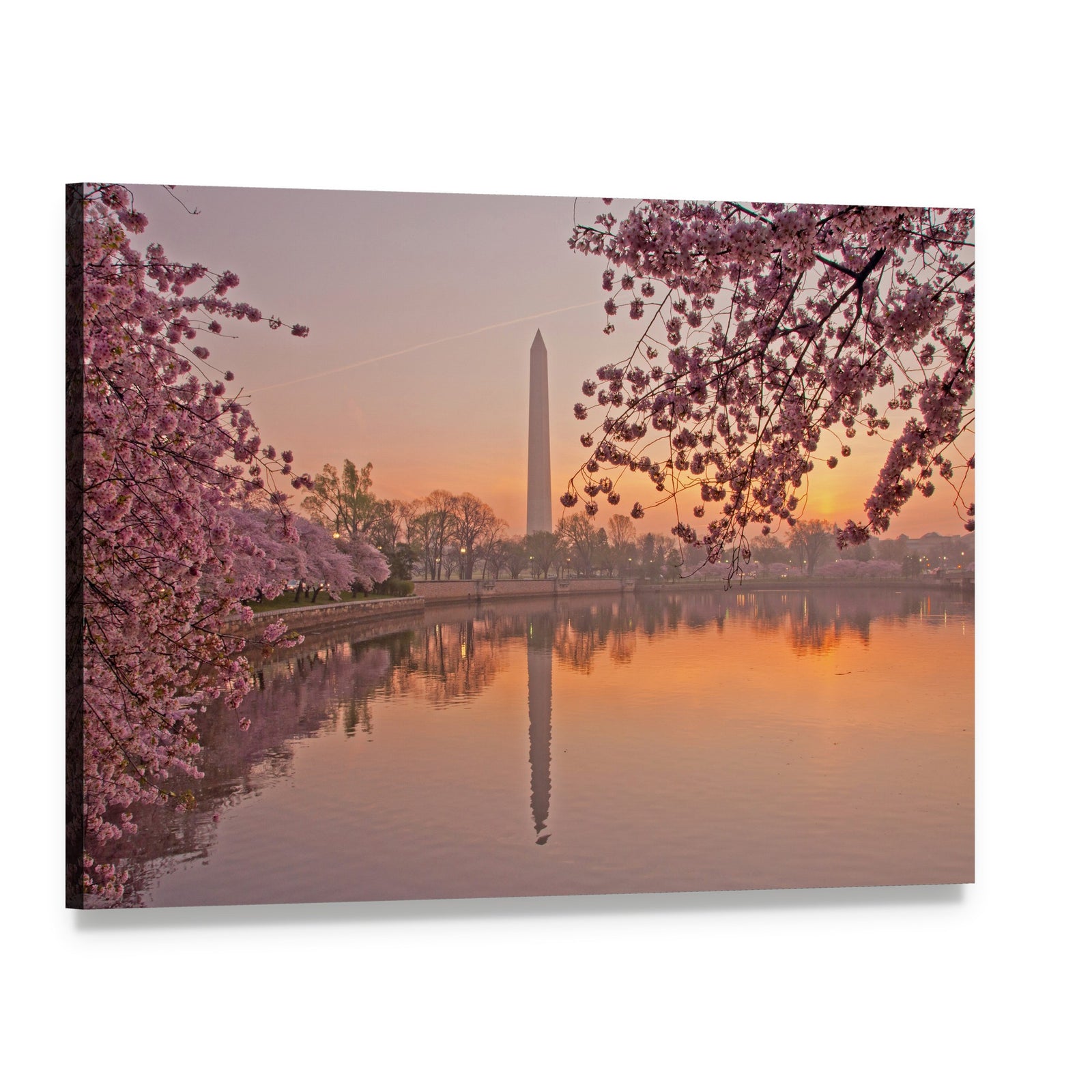 Washington Monument with Cherry Blossoms Canvas Wall Art, single panel gallery wrapped canvas, angled product view