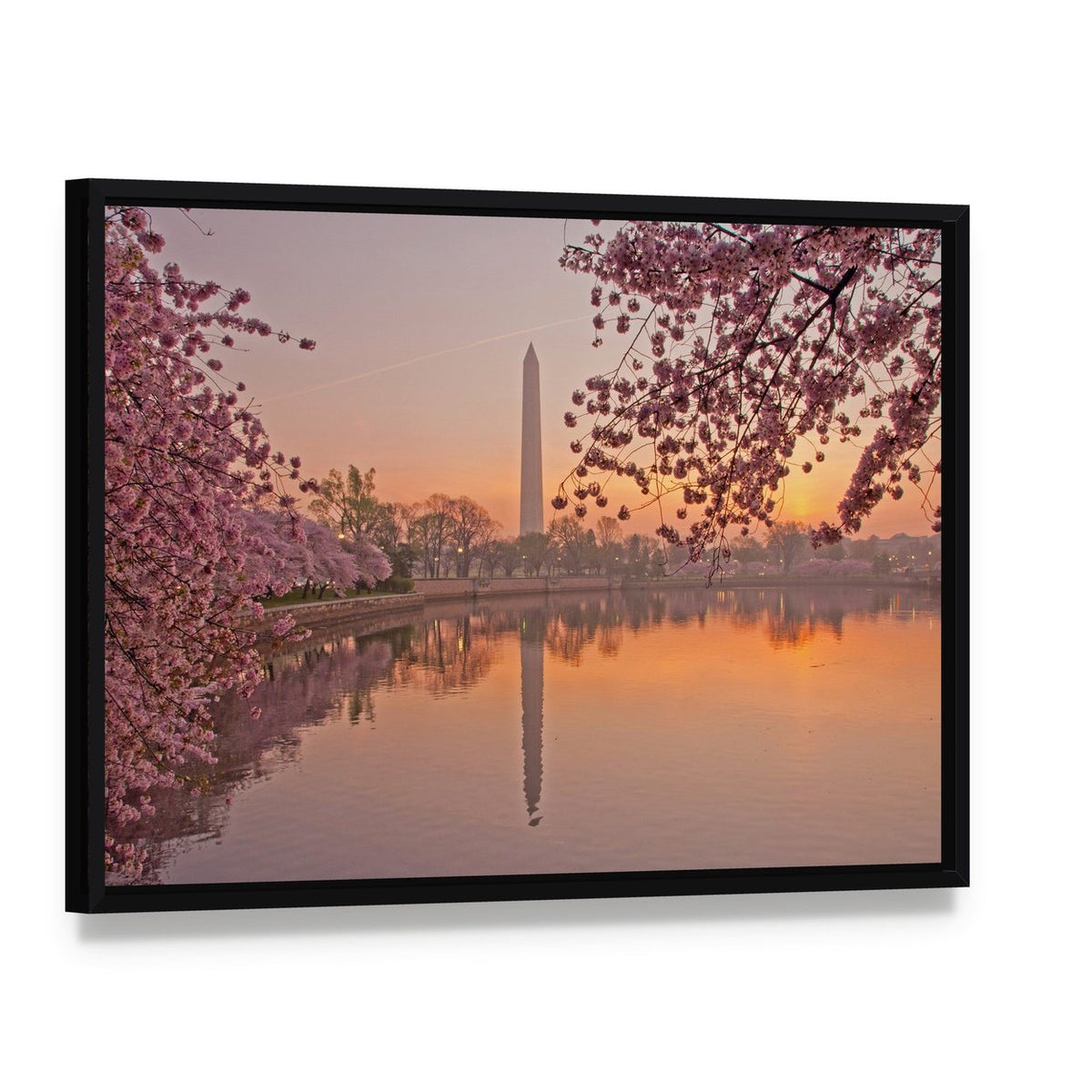Washington Monument with Cherry Blossoms Canvas Wall Art, framed canvas in a black floater frame, angled product view