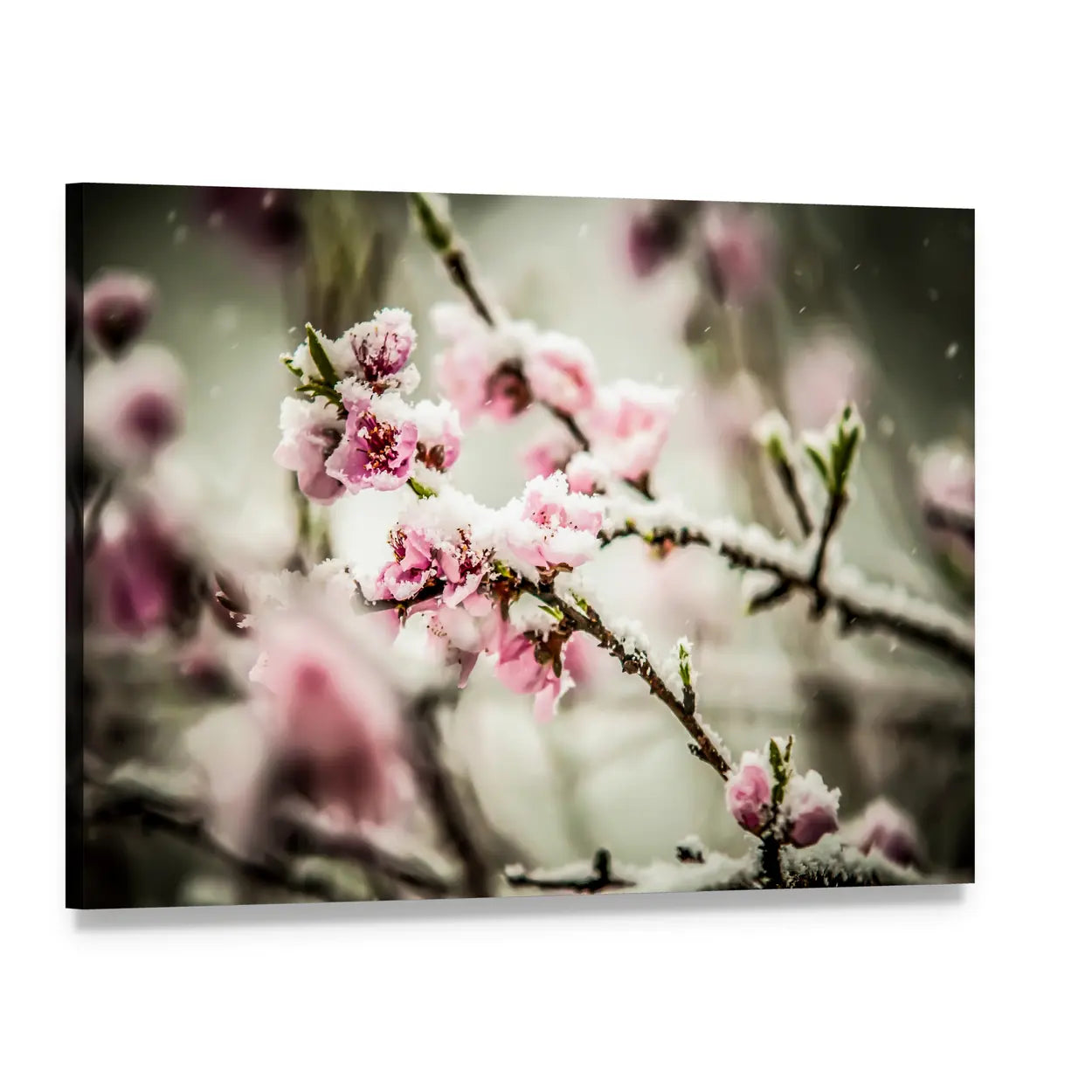 Snow-dusted Peach Blossoms Canvas Wall Art, single panel gallery wrapped canvas, angled product view