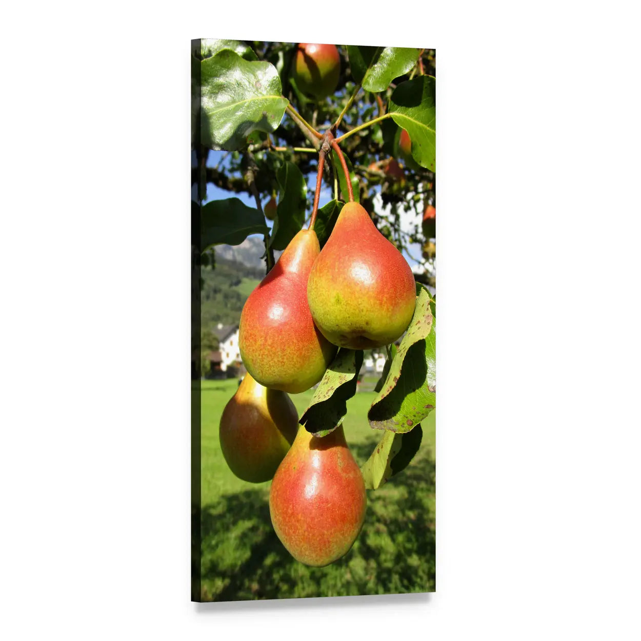 Sunlit Pears on Branch Vertical Canvas Wall Art, 1 panel 1 Vertical layout gallery wrapped canvas set, angled product view